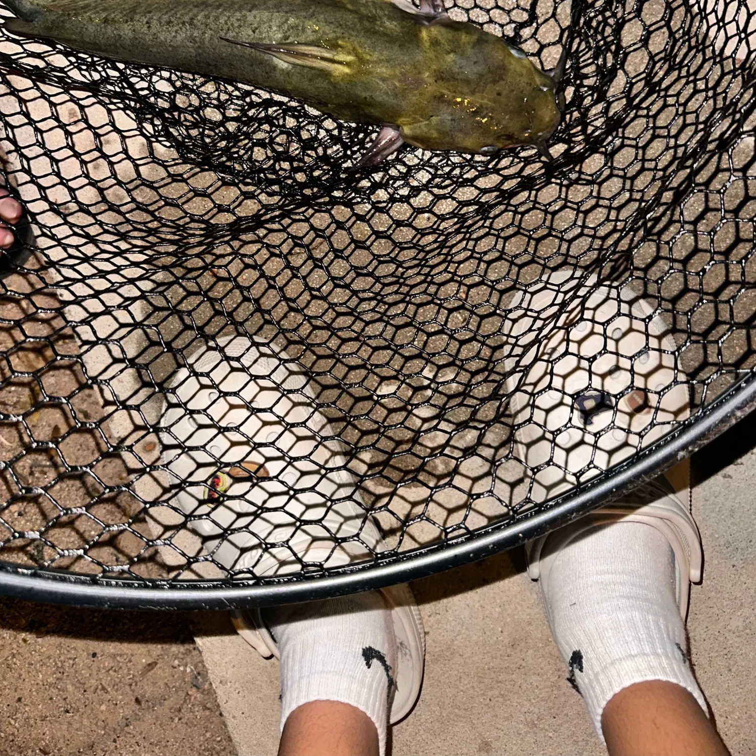 Channel catfish caught on Fishbrain