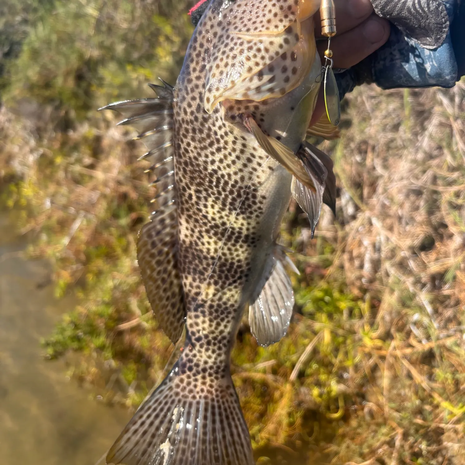 Spotted sand bass caught on Fishbrain