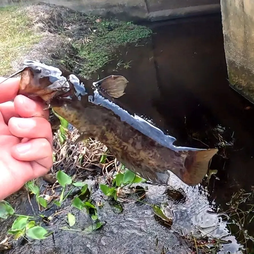 The most recent Snail bullhead catches on Fishbrain