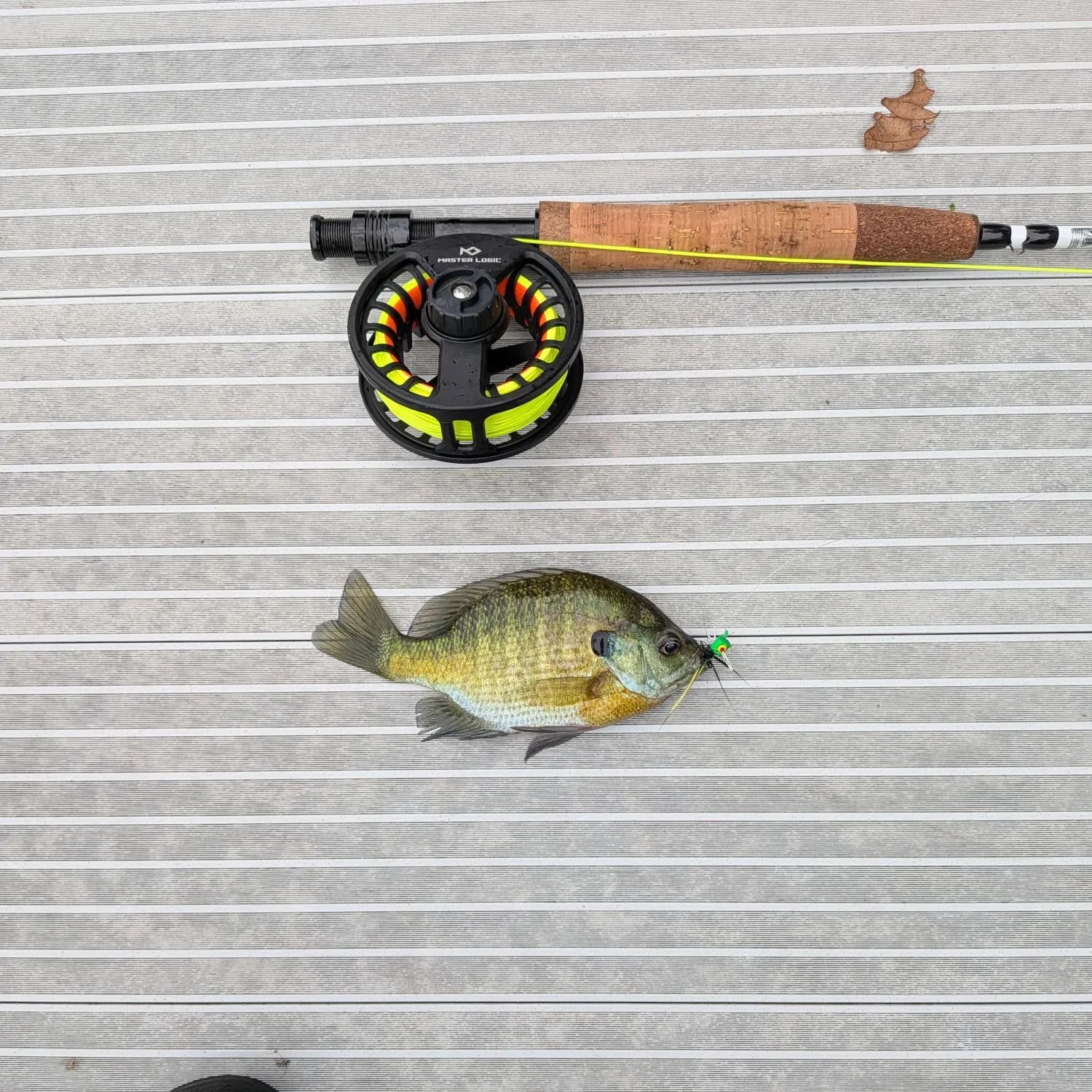 Bluegill caught on Fishbrain