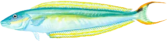 Sand tilefish