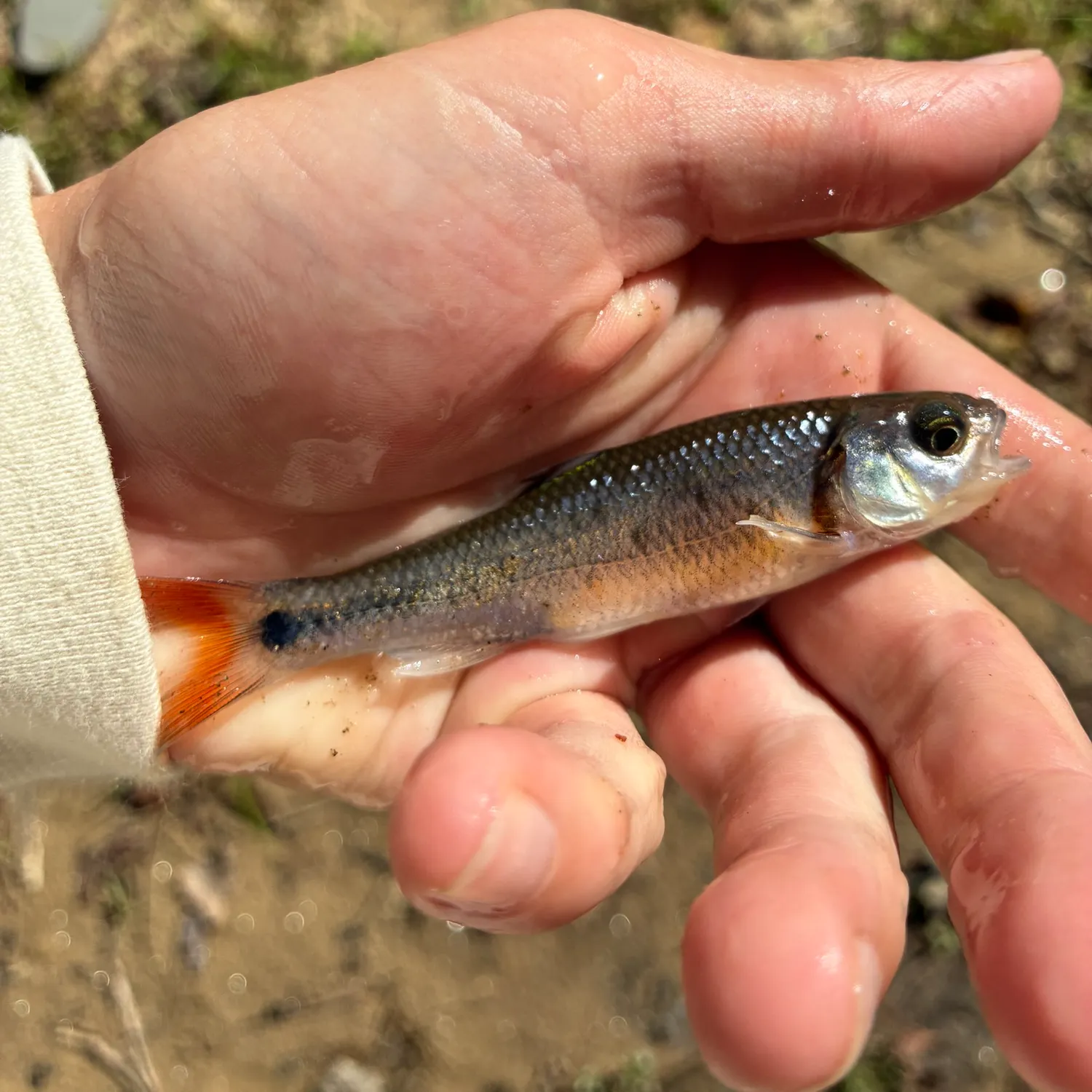 The most recent Topeka shiner catches on Fishbrain
