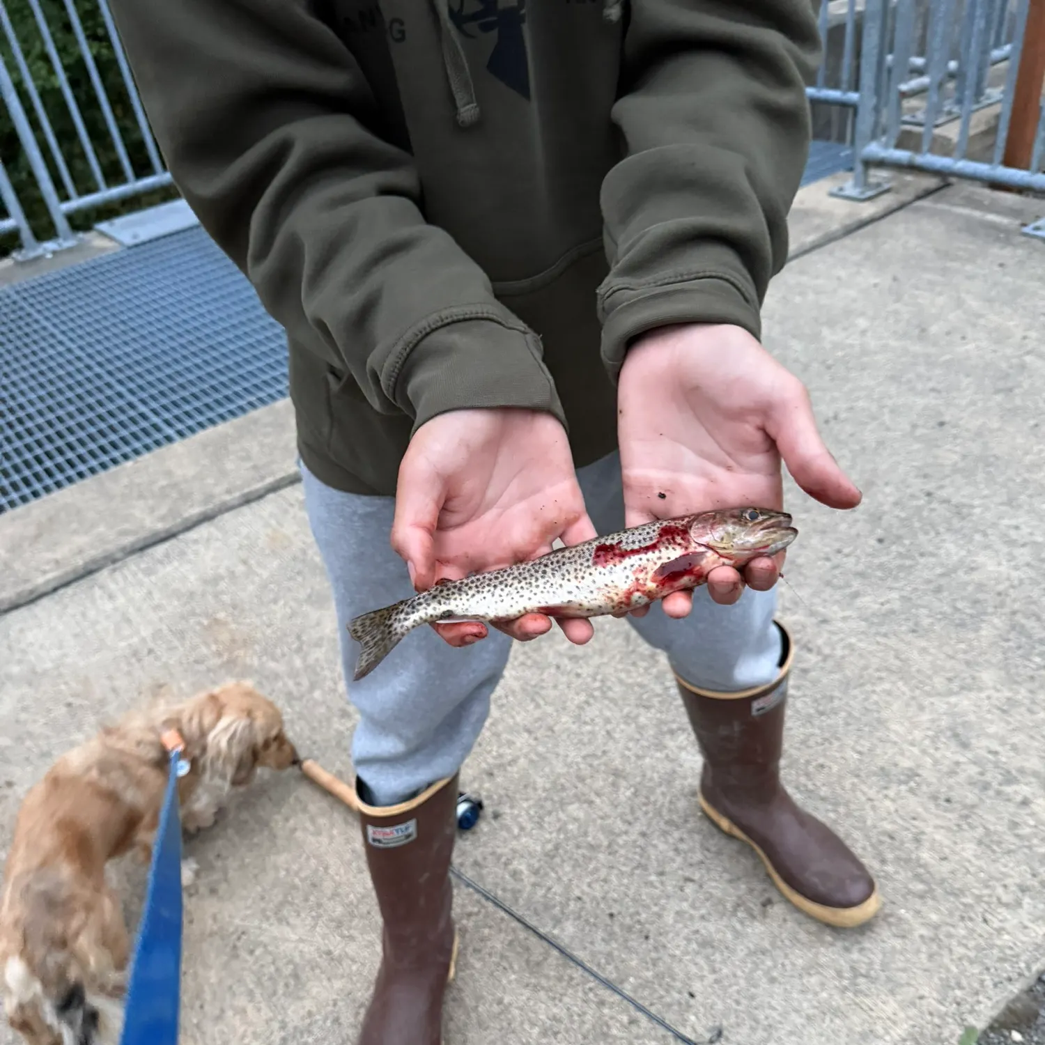 Cutthroat trout caught on Fishbrain