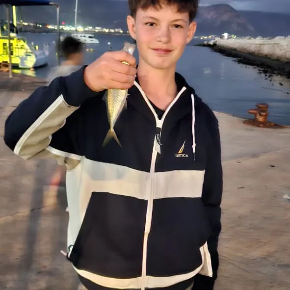 The most recent Atlantic horse mackerel catches on Fishbrain