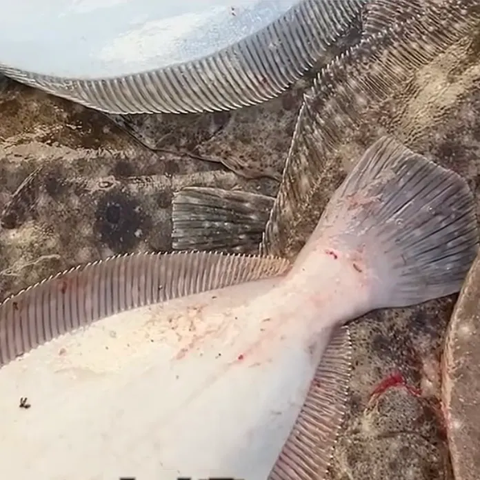 Summer flounder caught on Fishbrain