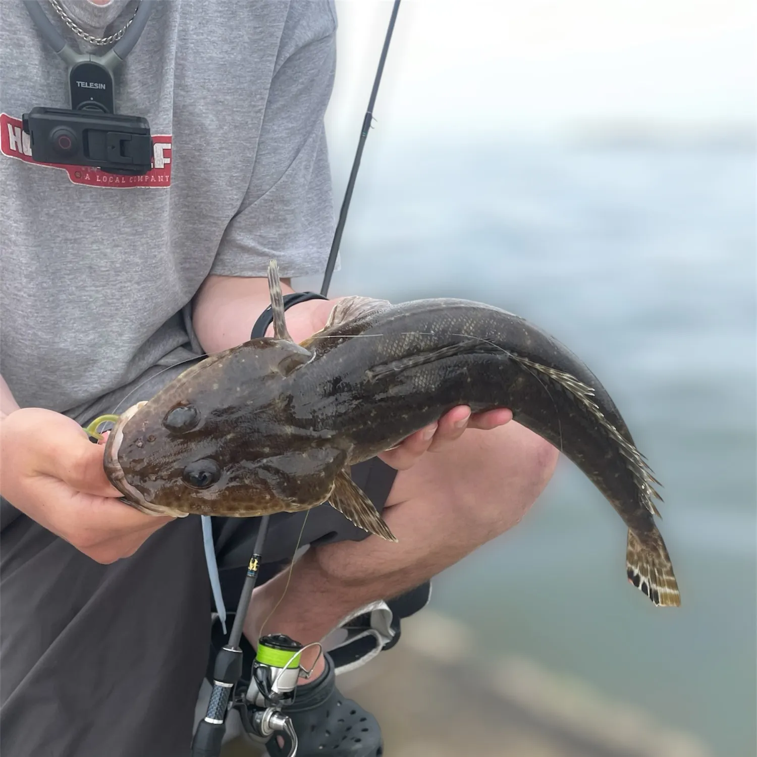 The most recent Blue-spotted flathead catches on Fishbrain