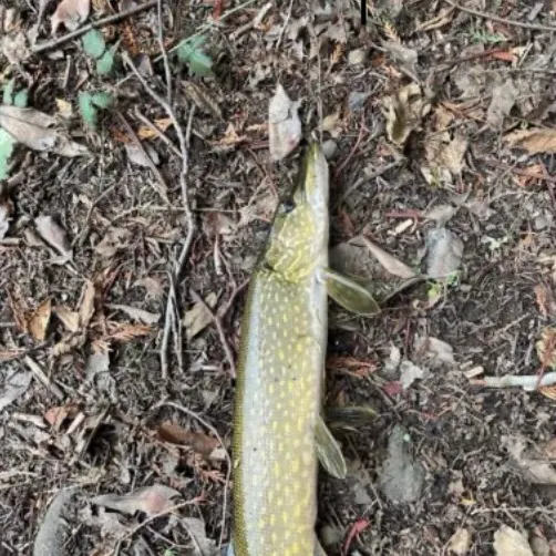 Northern pike caught on Fishbrain