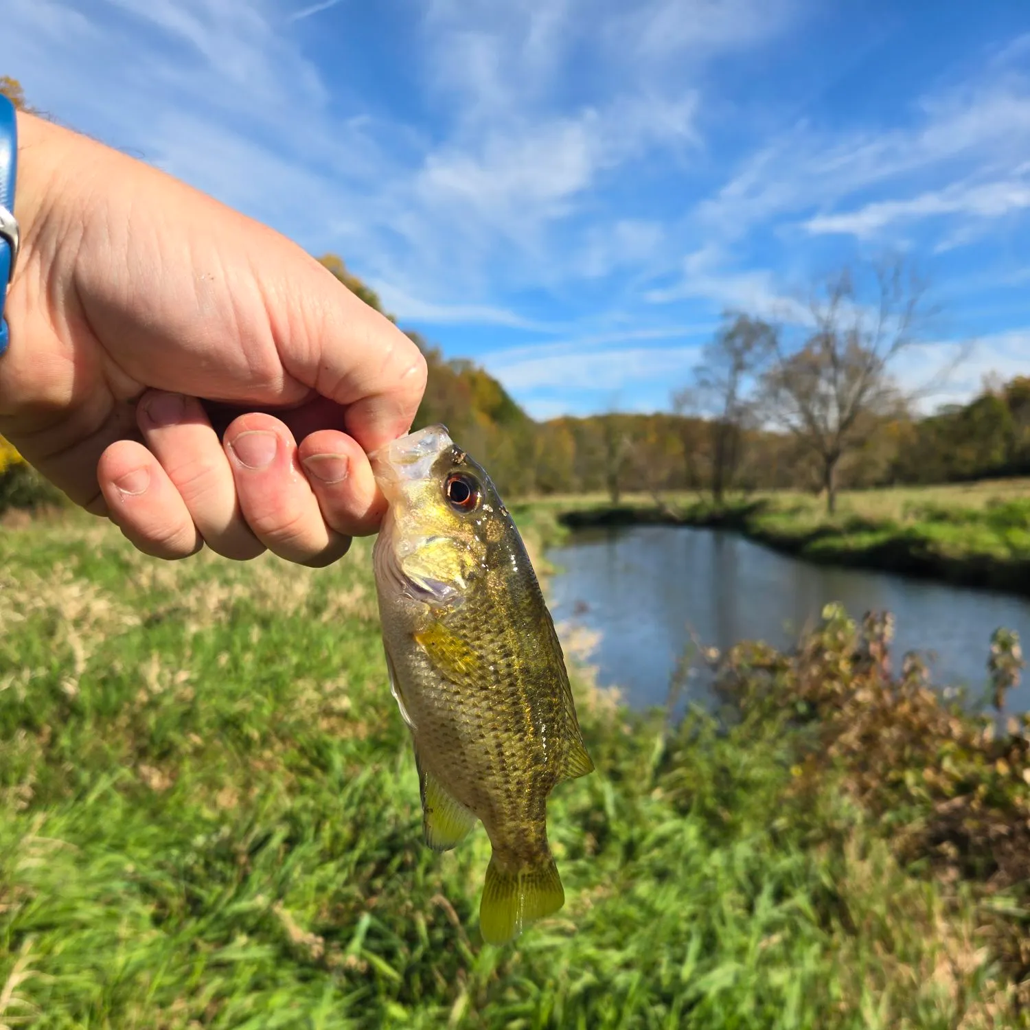 Rock bass caught on Fishbrain