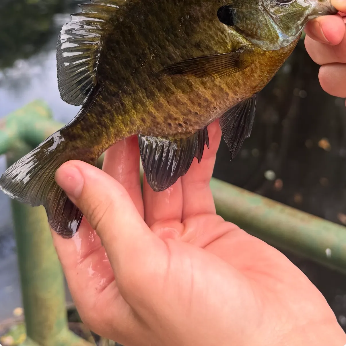 Bluegill caught on Fishbrain