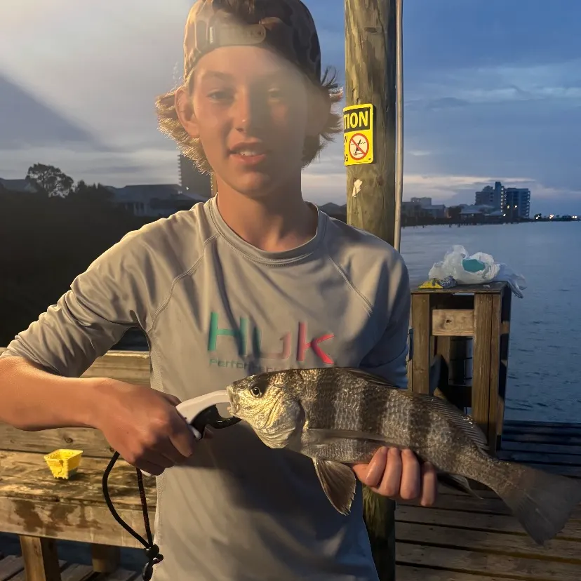The most recent Black drum catches on Fishbrain