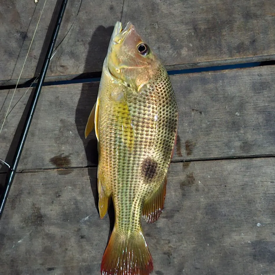 The most recent Golden snapper catches on Fishbrain