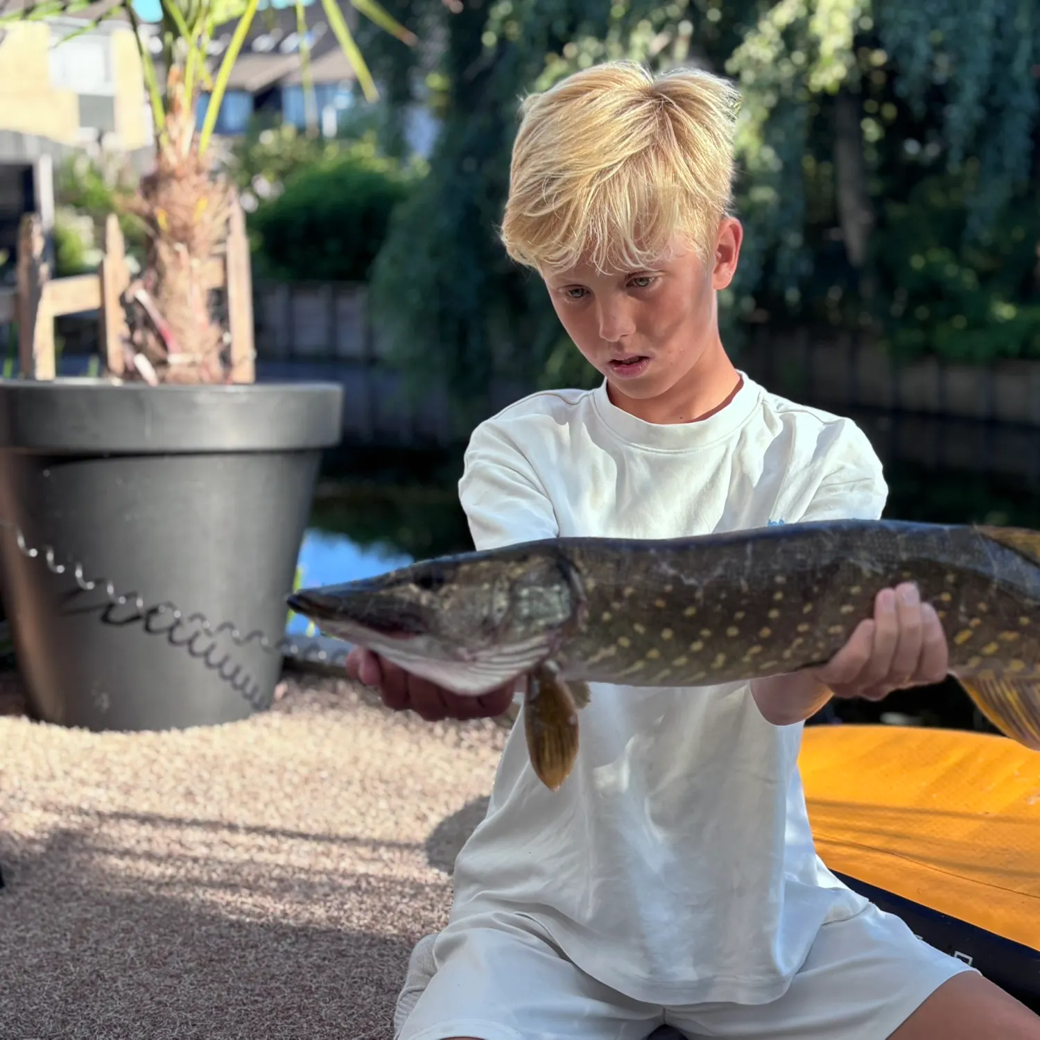 Northern pike caught on Fishbrain