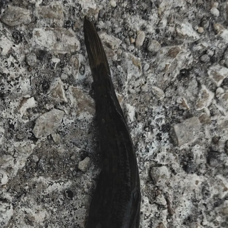 Round goby caught on Fishbrain