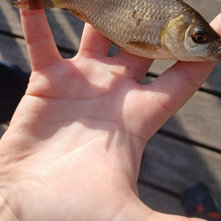 The most recent Crucian carp catches on Fishbrain