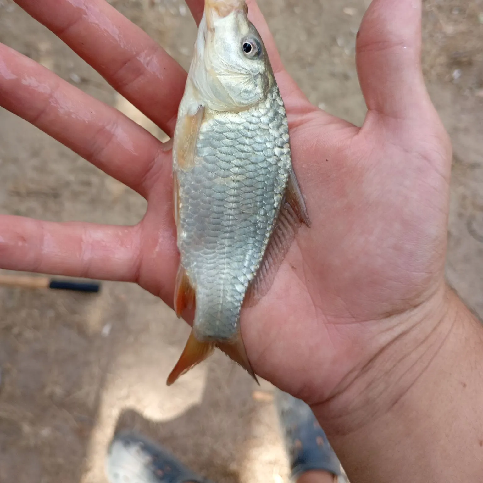 Common carp caught on Fishbrain