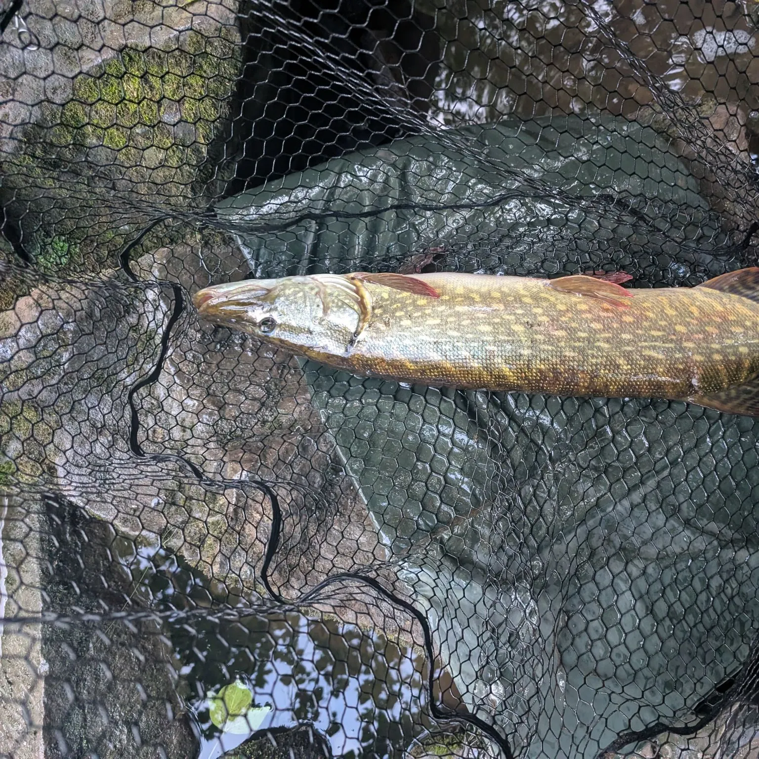 Northern pike caught on Fishbrain