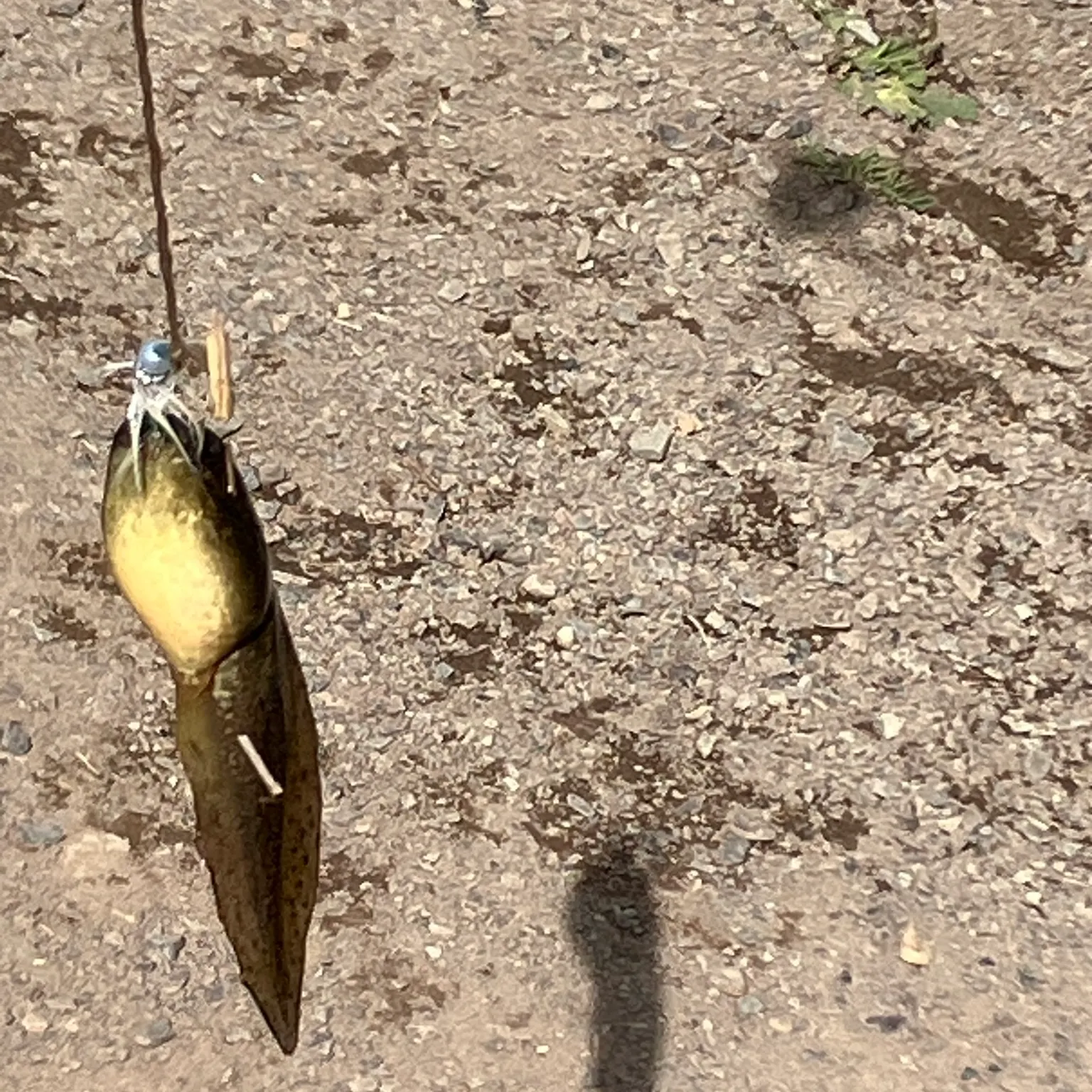 The most recent Tadpole whiptail catches on Fishbrain