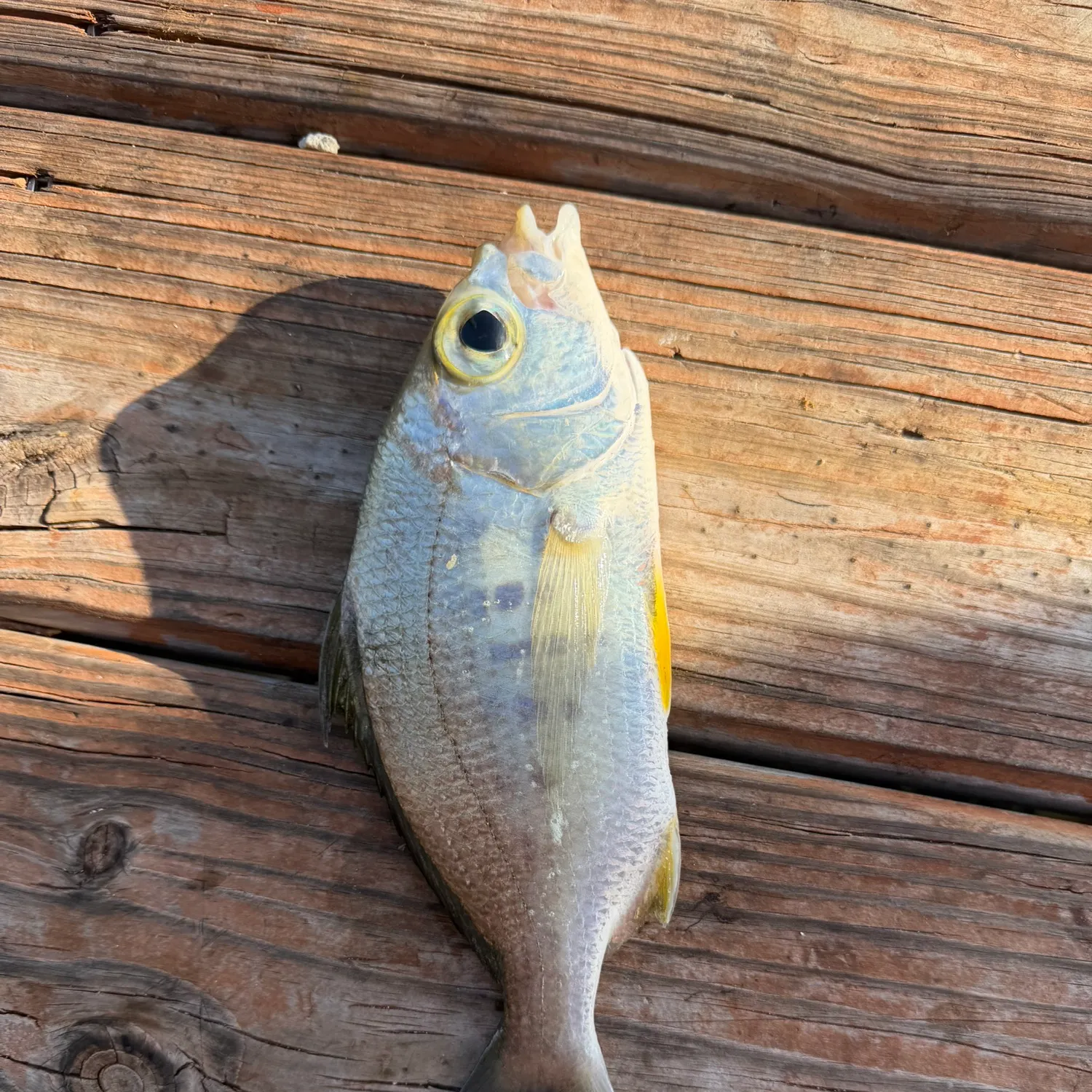 The most recent Yellowfin mojarra catches on Fishbrain