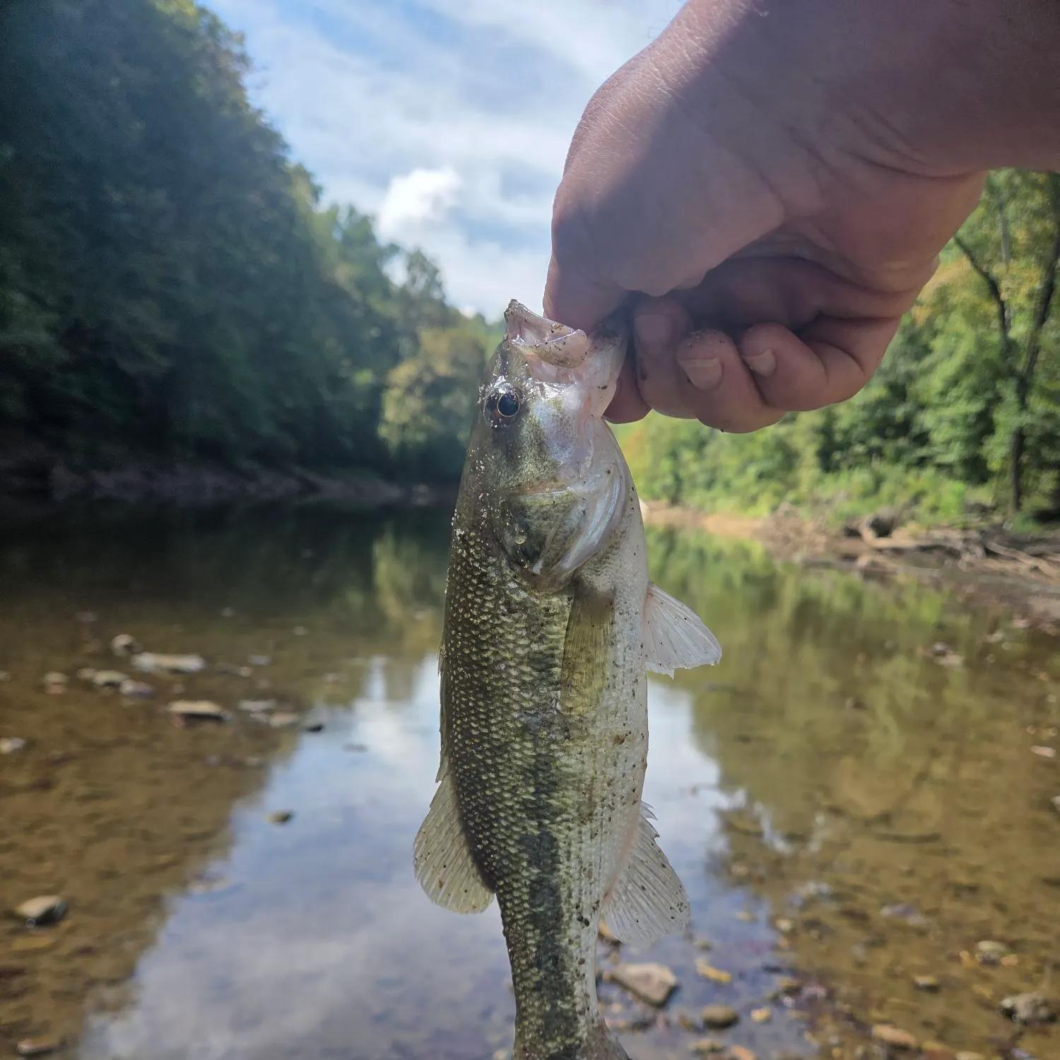 Spotted bass caught on Fishbrain