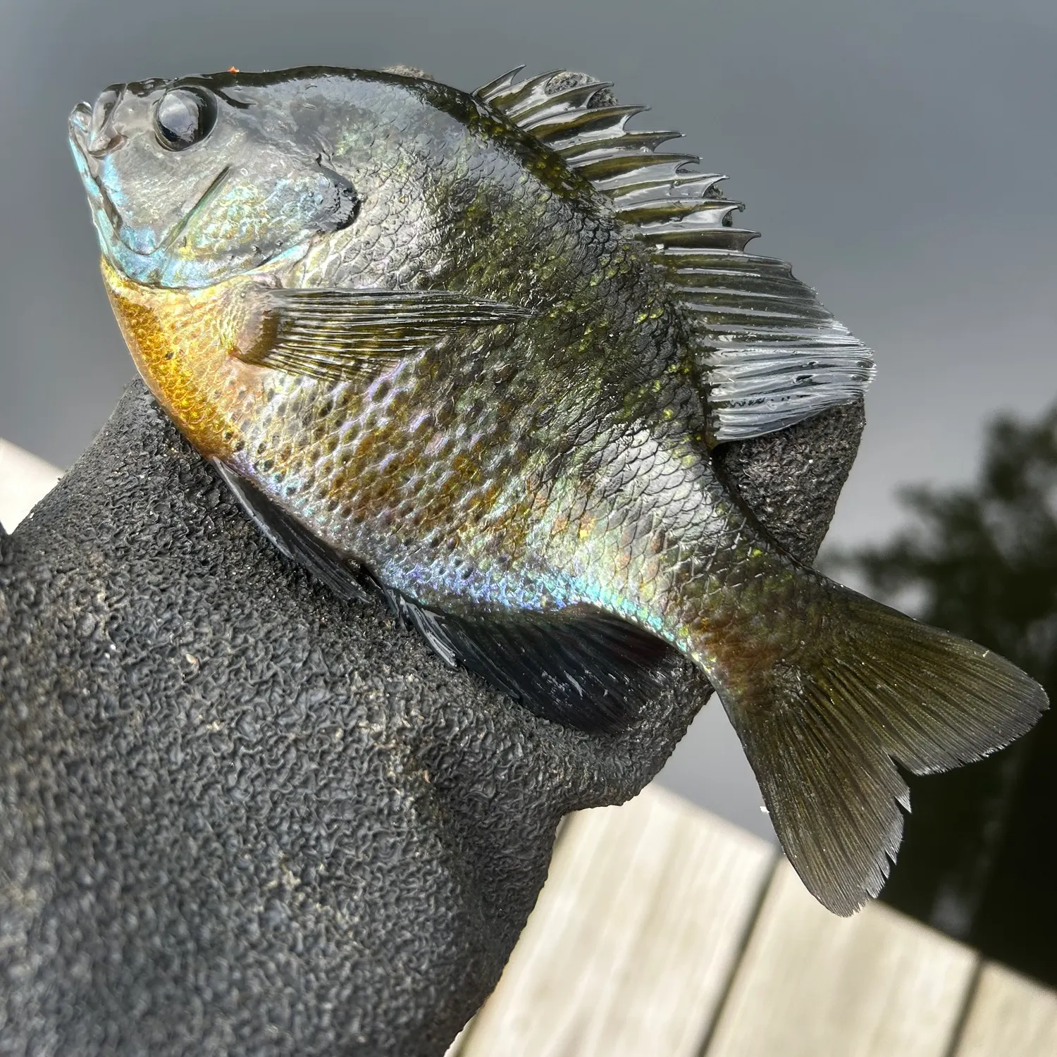 Bluegill caught on Fishbrain