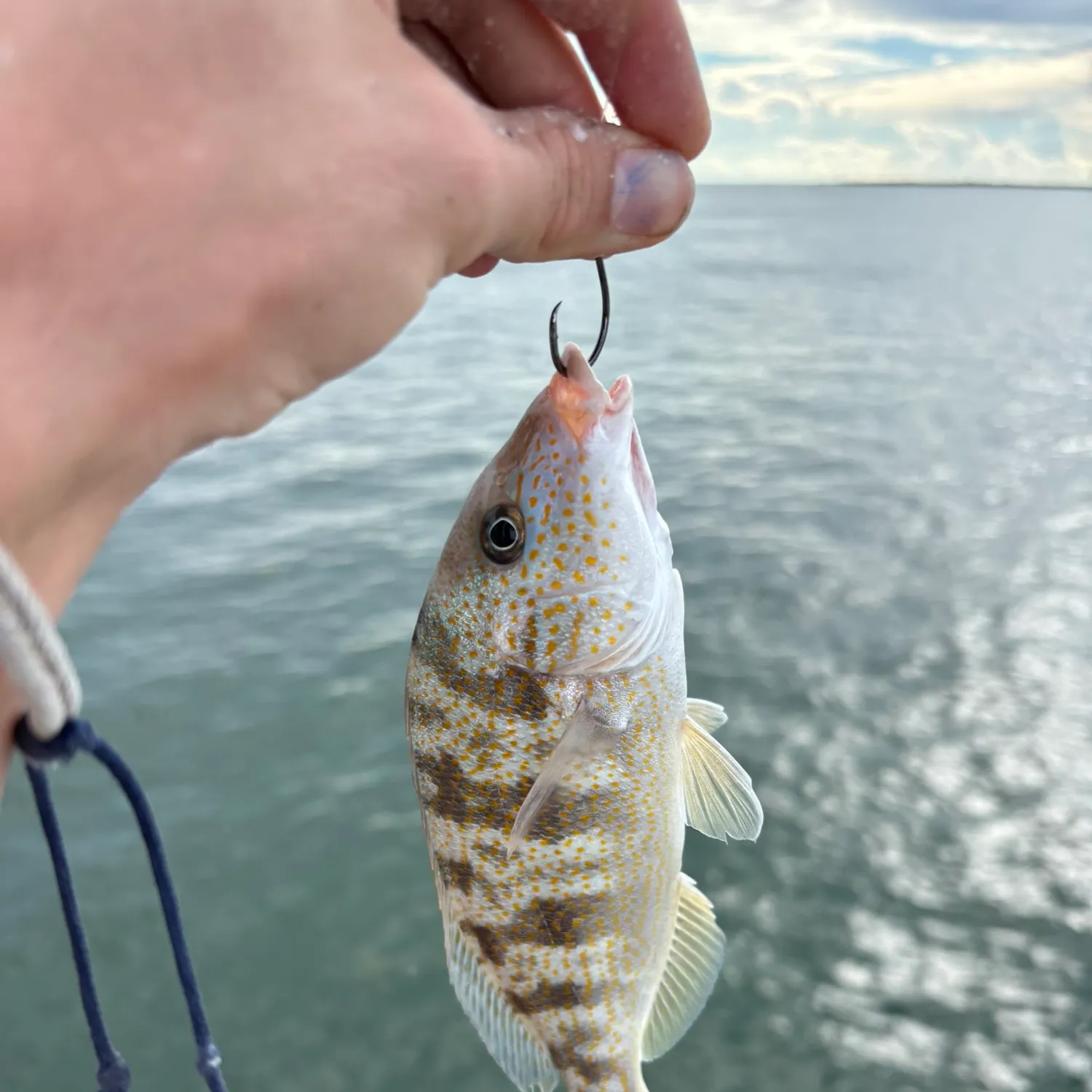Pigfish caught on Fishbrain