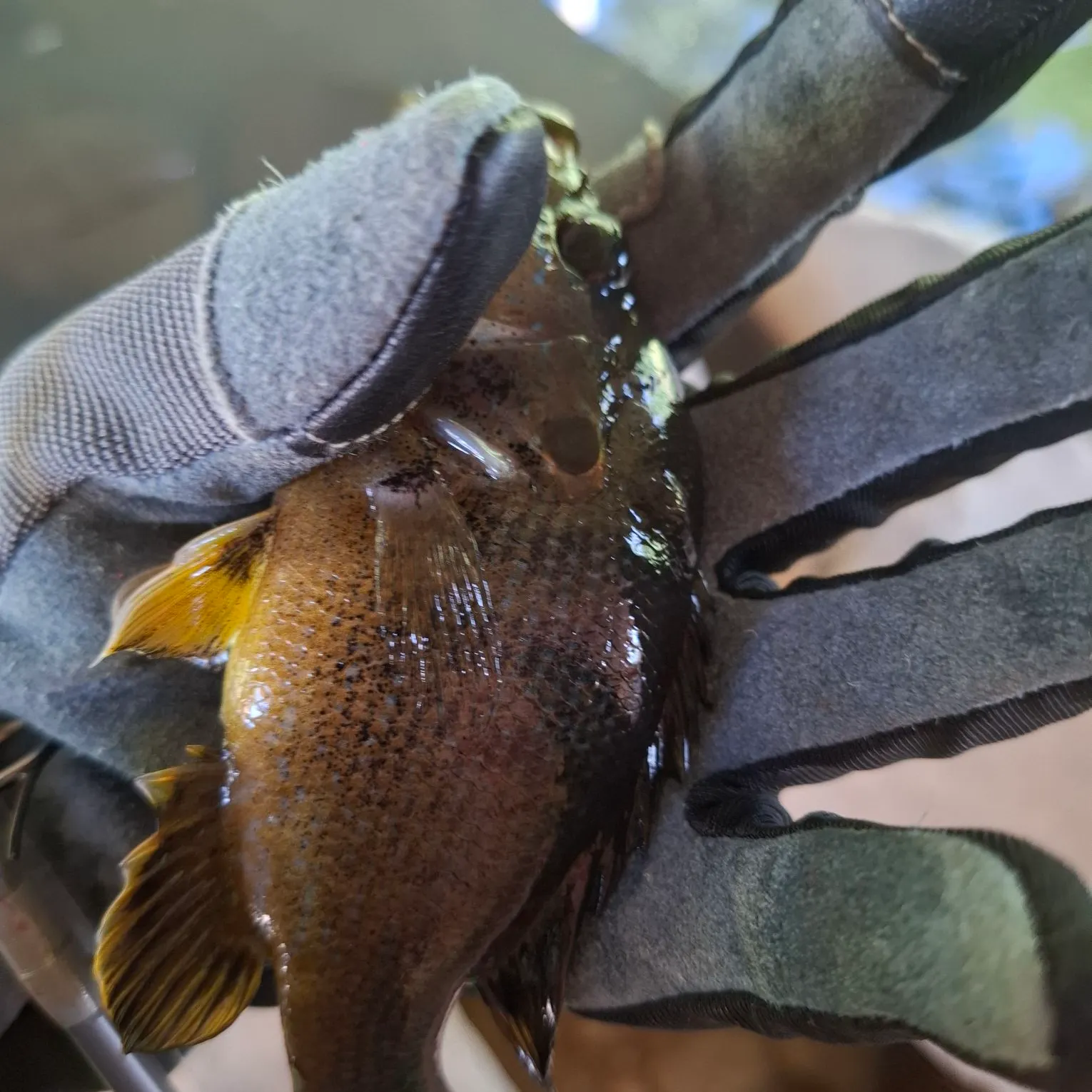 Spotted bass caught on Fishbrain