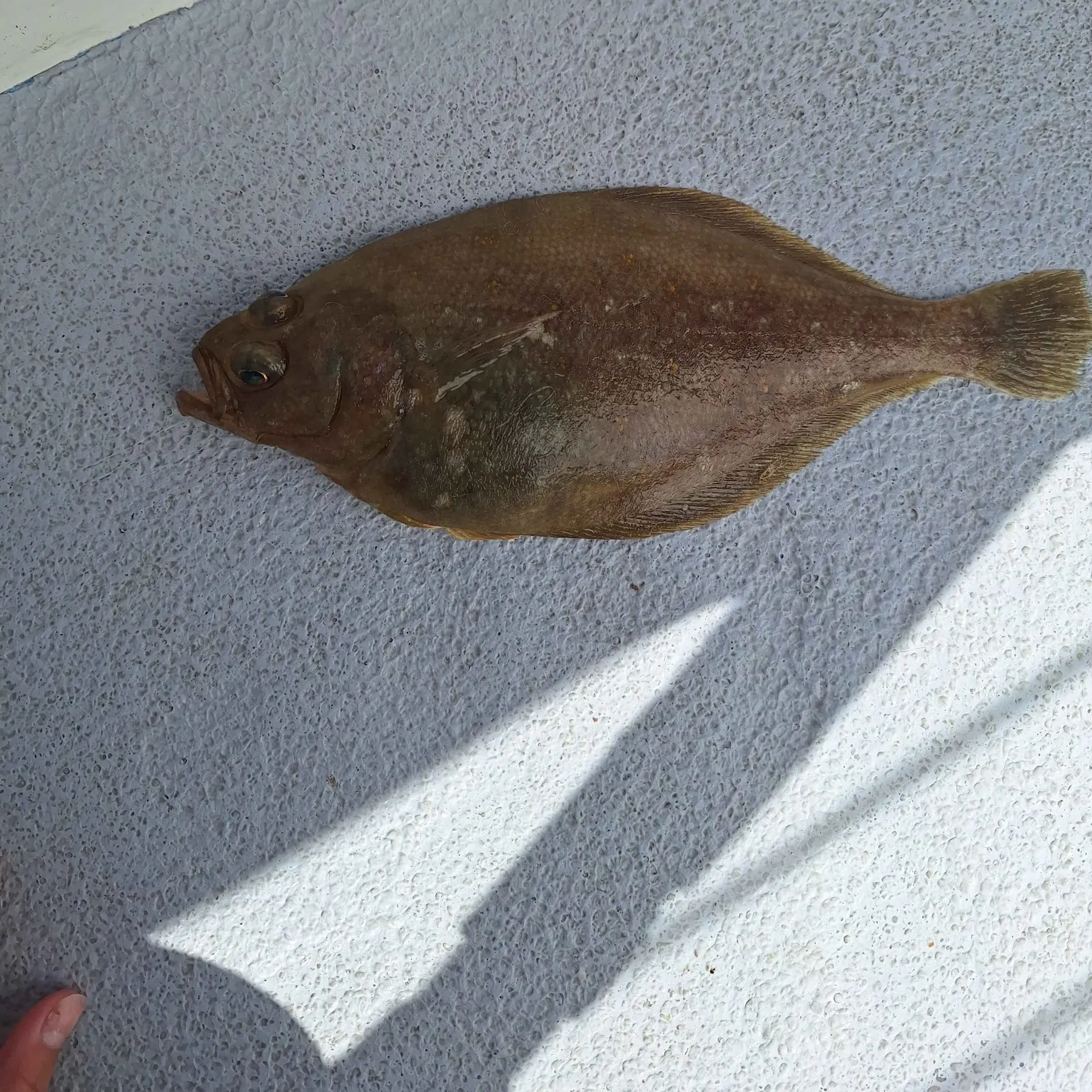 The most recent Pacific sanddab catches on Fishbrain