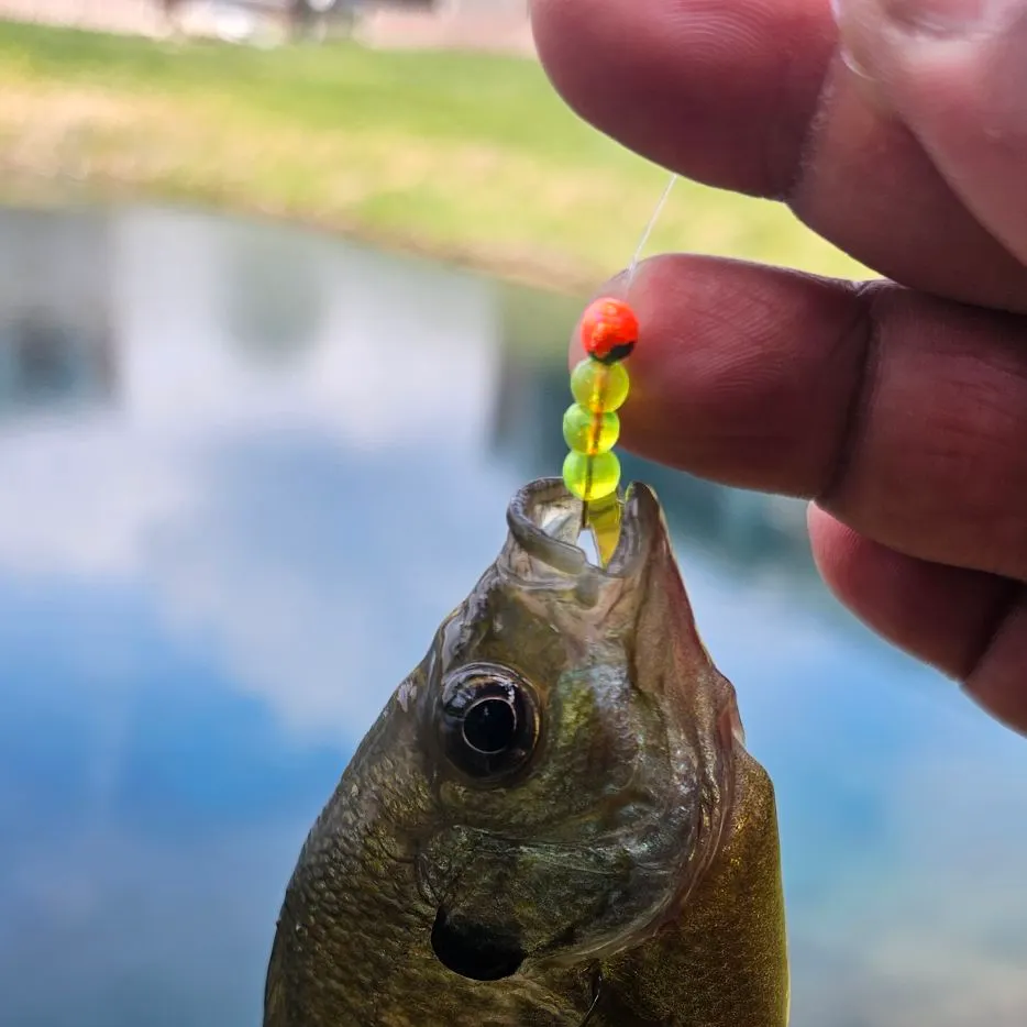 The most recent Banded sunfish catches on Fishbrain