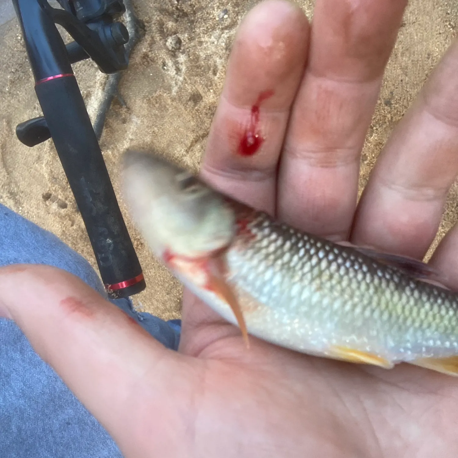 The most recent Bluehead chub catches on Fishbrain