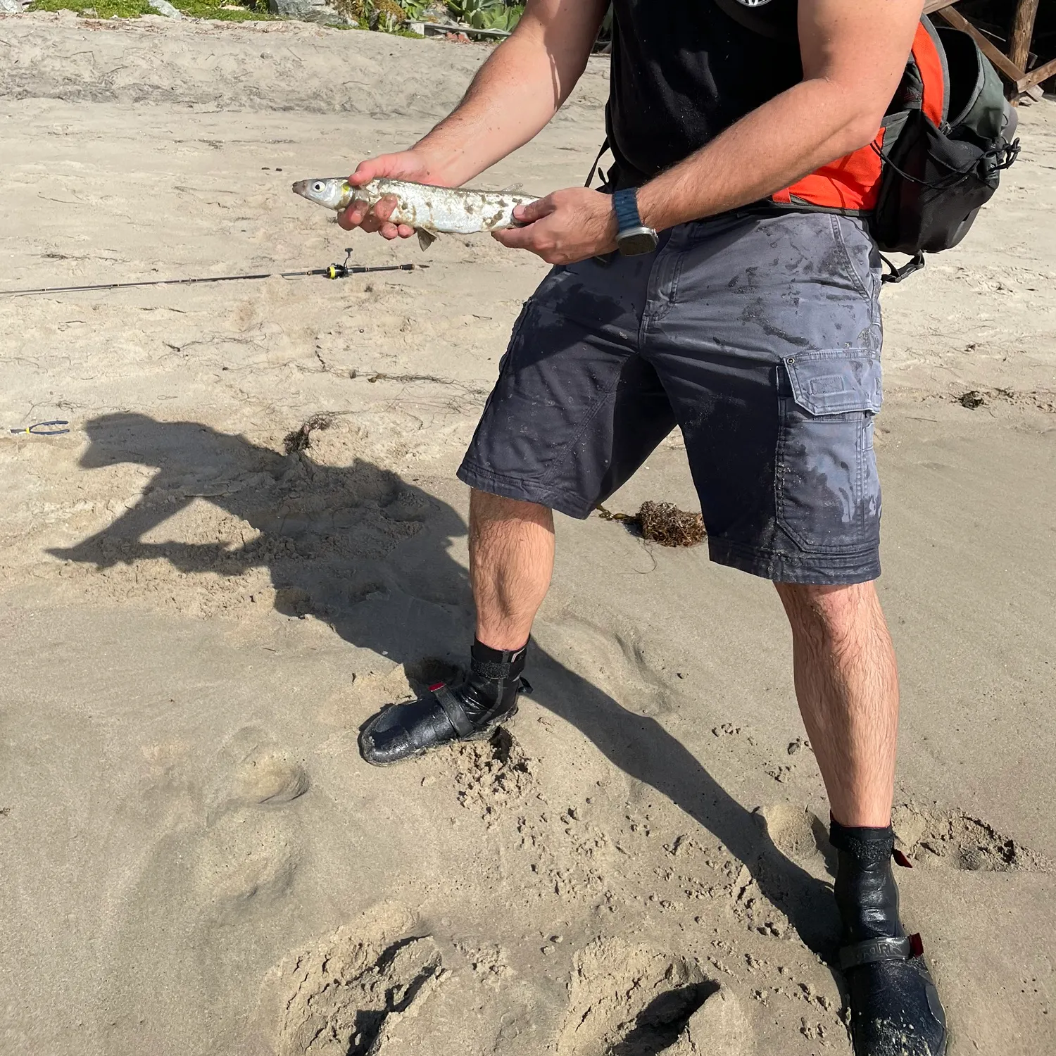 The most recent Surf smelt catches on Fishbrain