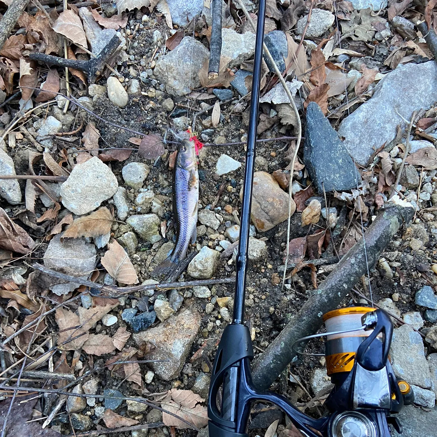 The most recent Creek chub catches on Fishbrain