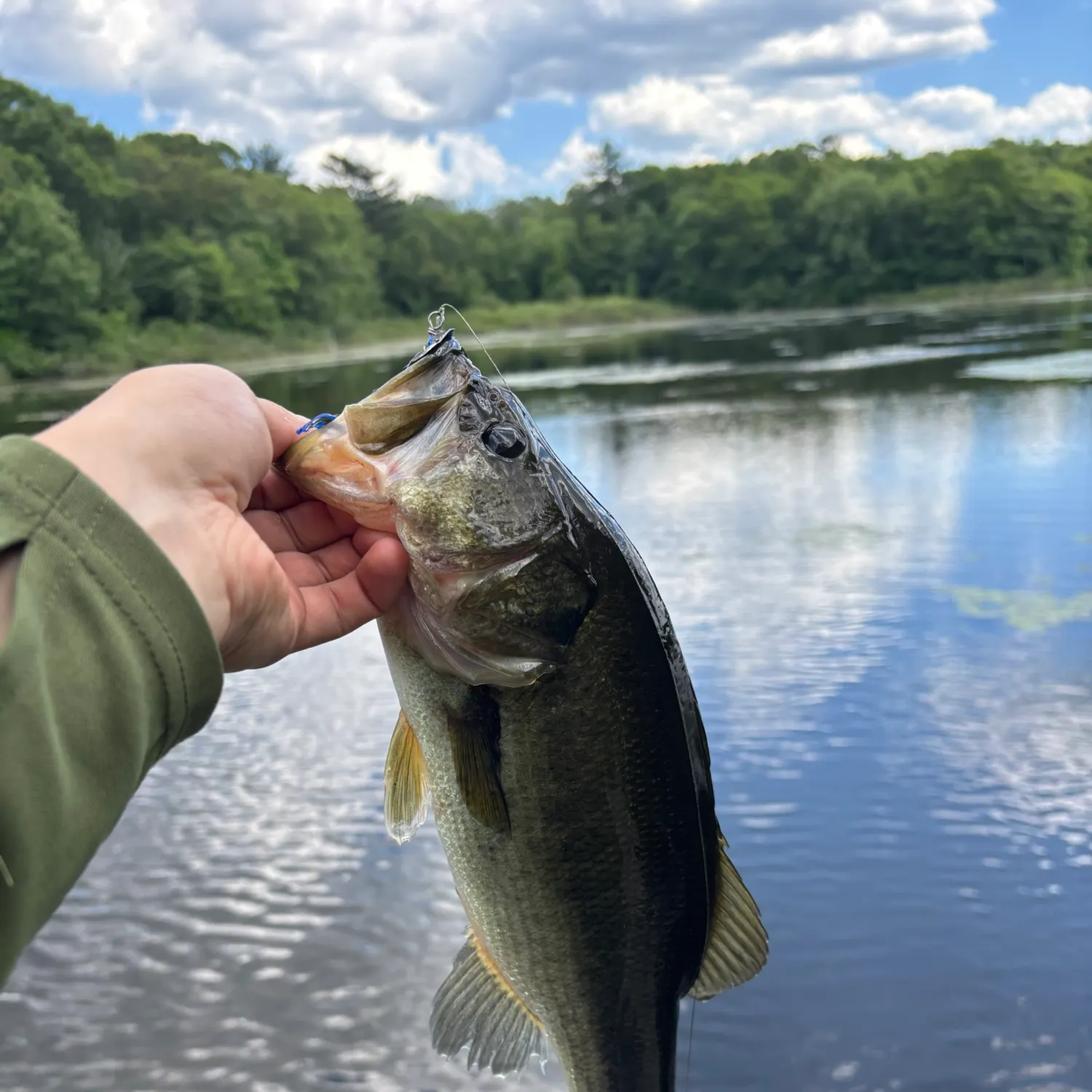 The most recent Largemouth bass catches on Fishbrain