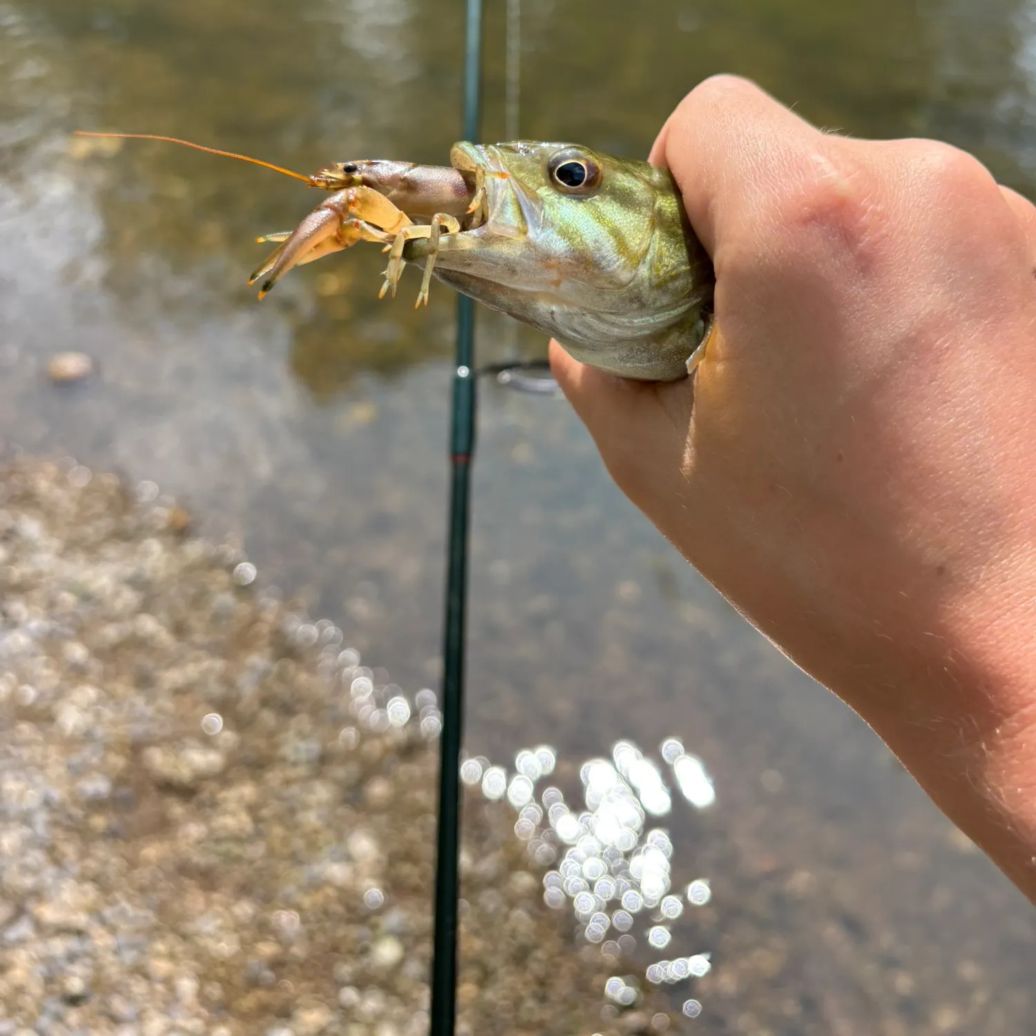 Smallmouth bass caught on Fishbrain
