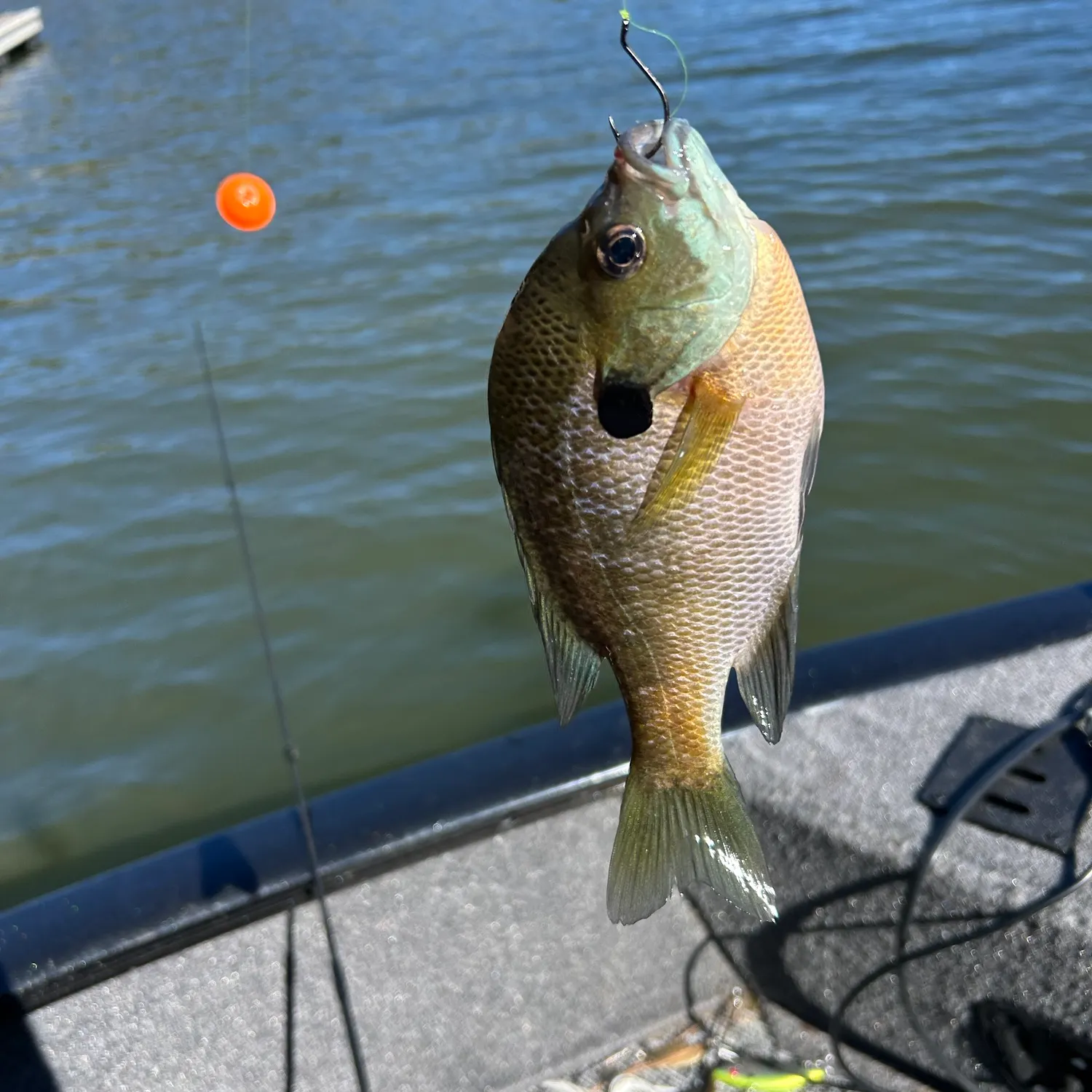 Fish caught on Fishbrain