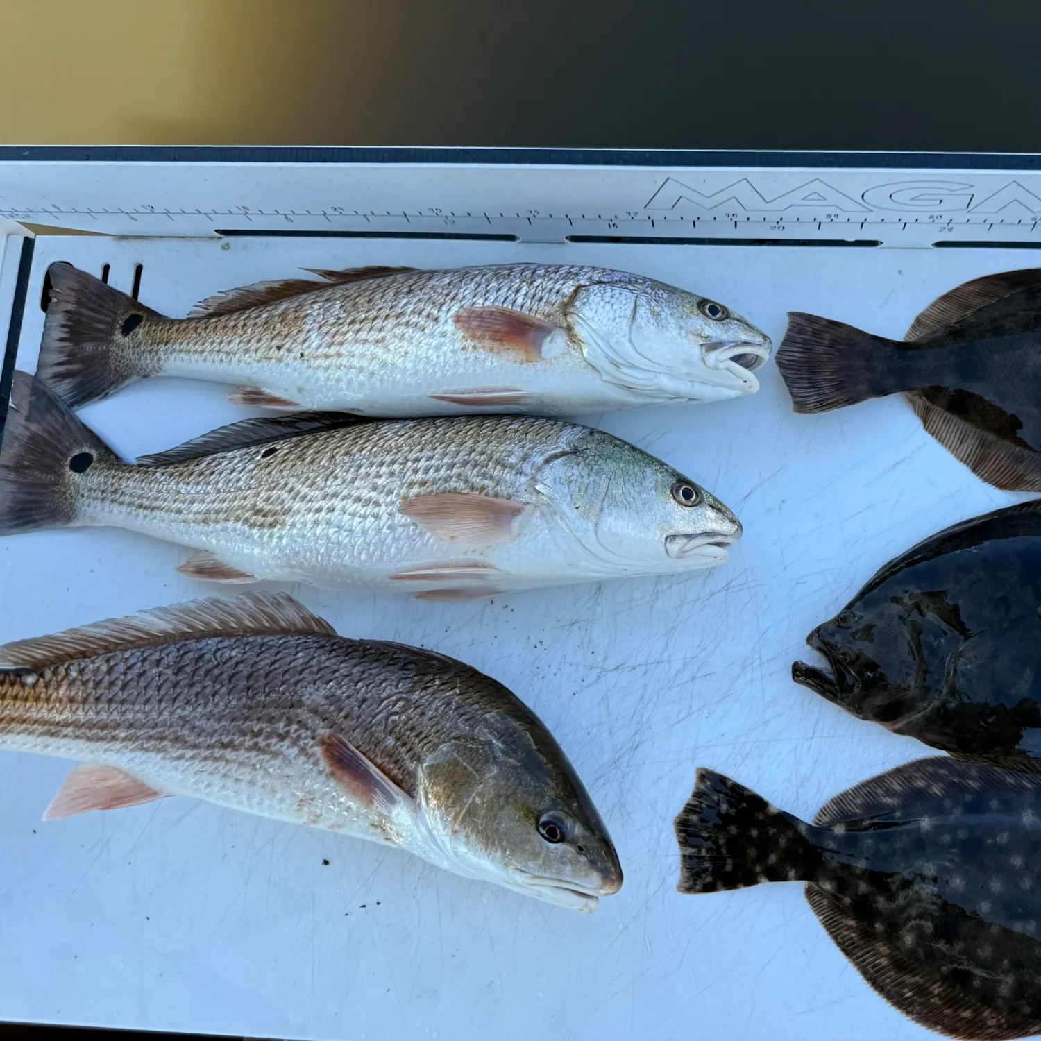 recently logged catches