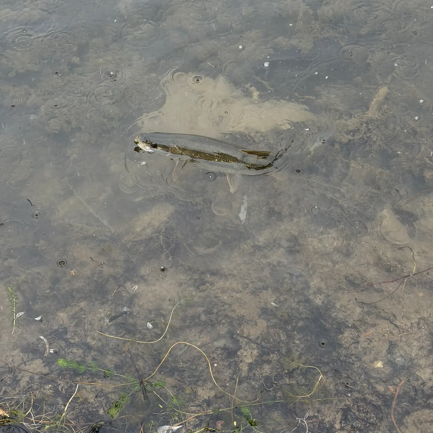 The most recent Sacramento pikeminnow catches on Fishbrain