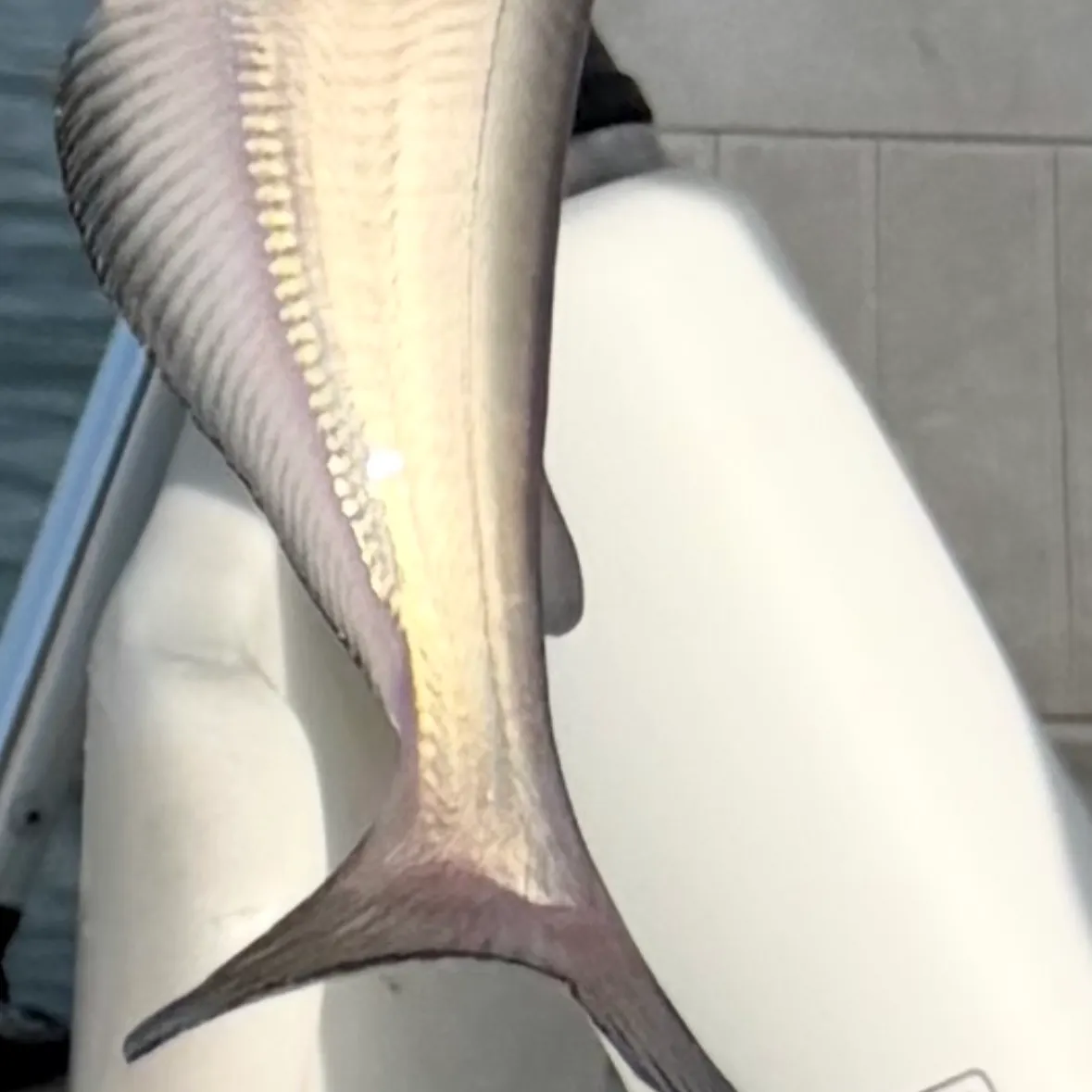 Blue catfish caught on Fishbrain