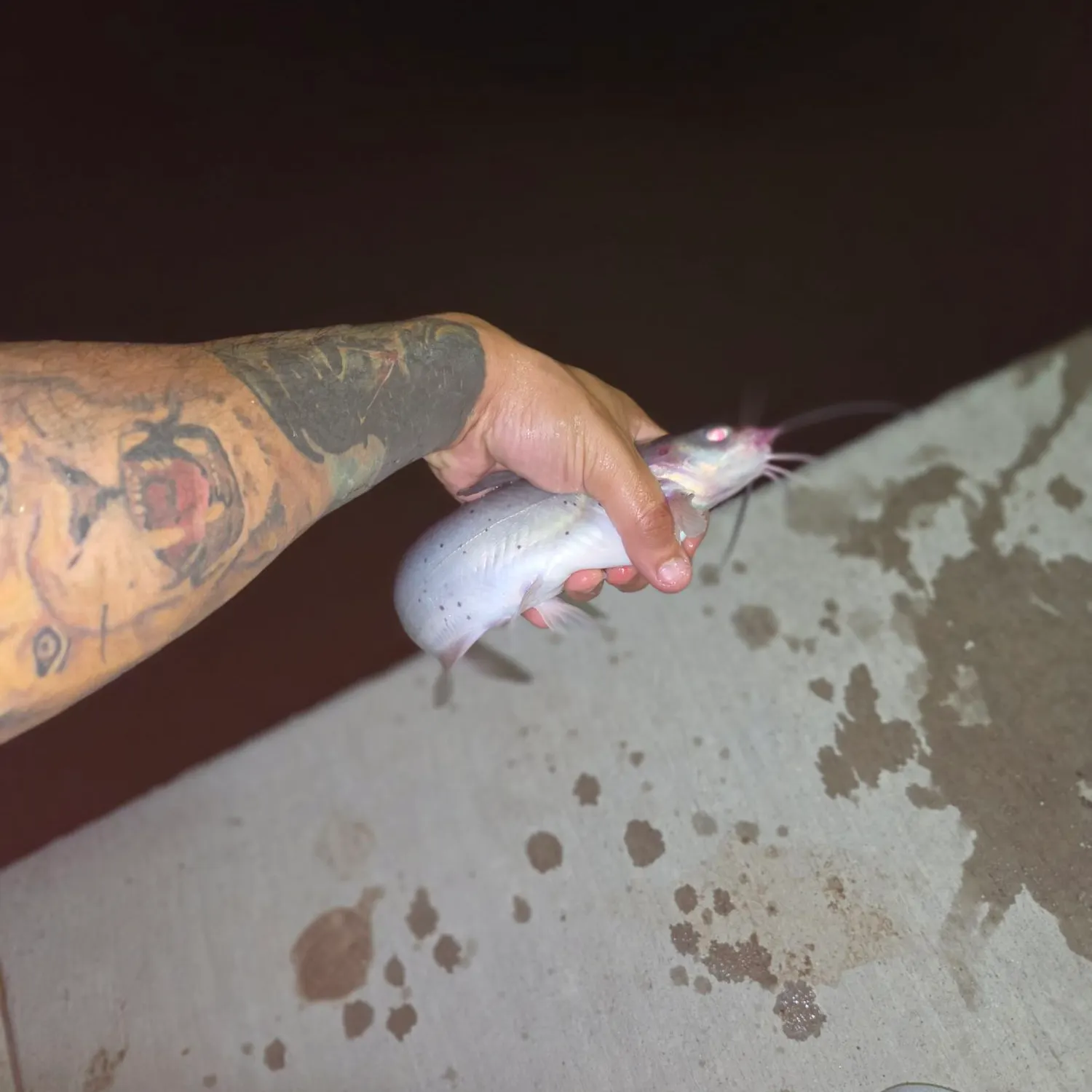 Channel catfish caught on Fishbrain