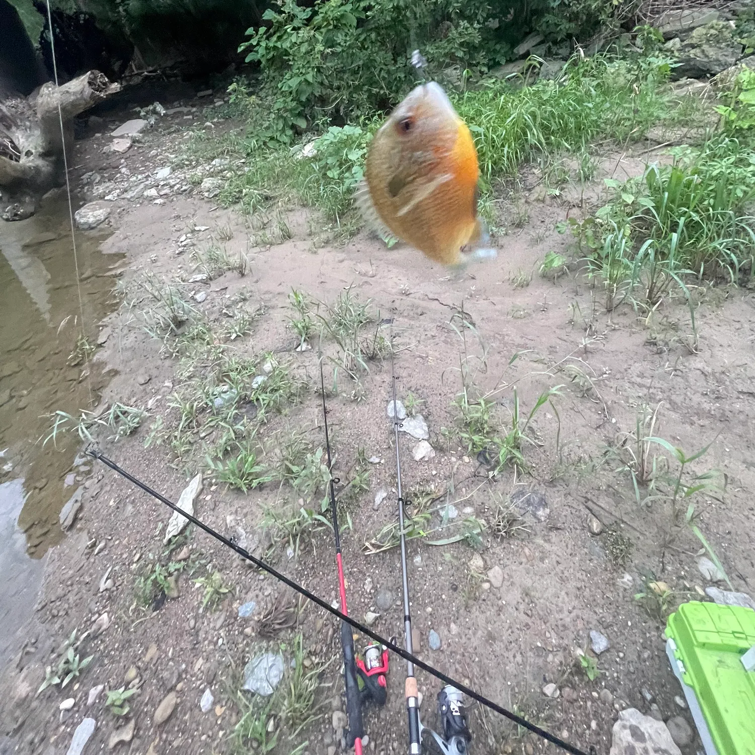 Longear sunfish caught on Fishbrain