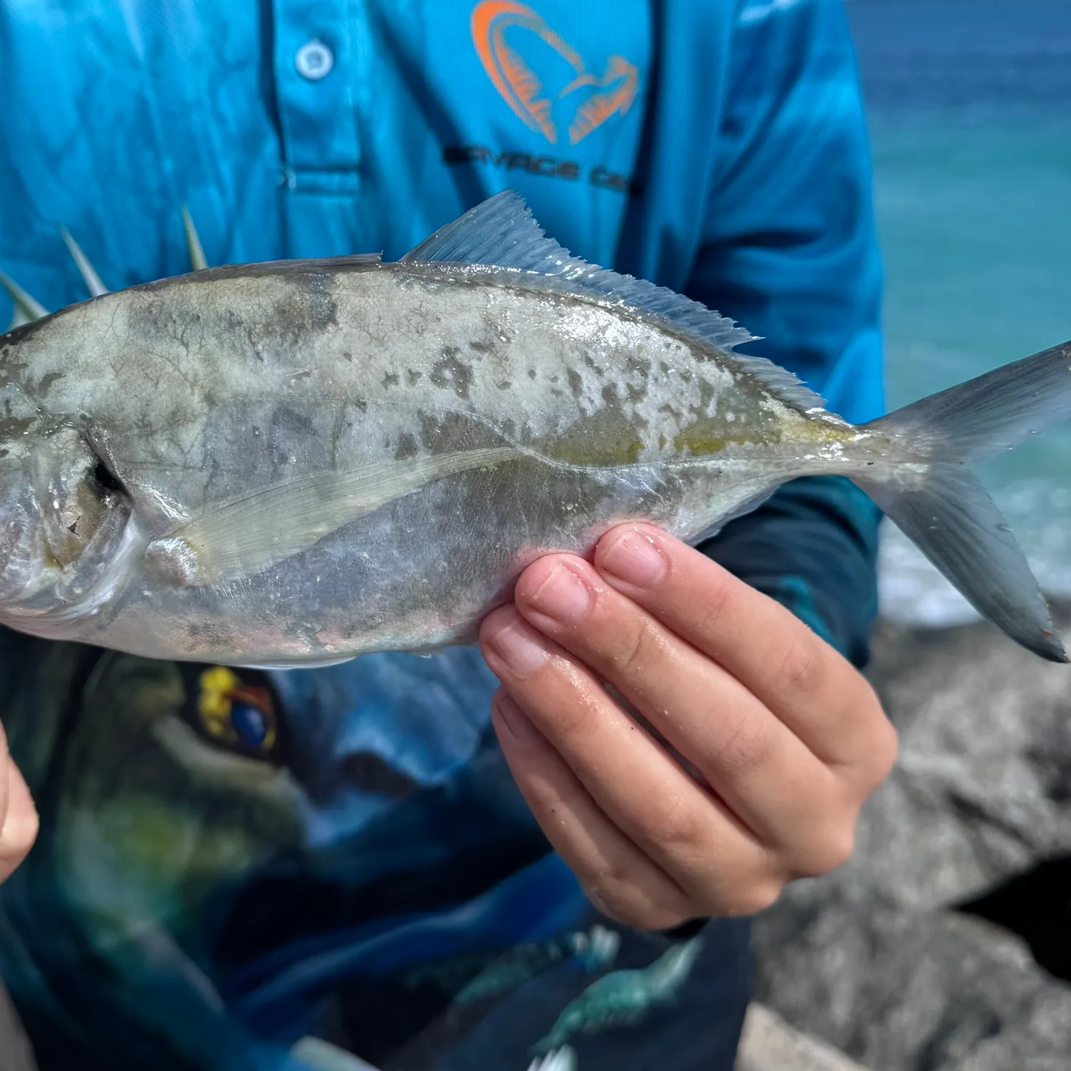 The most recent Silver trevally catches on Fishbrain