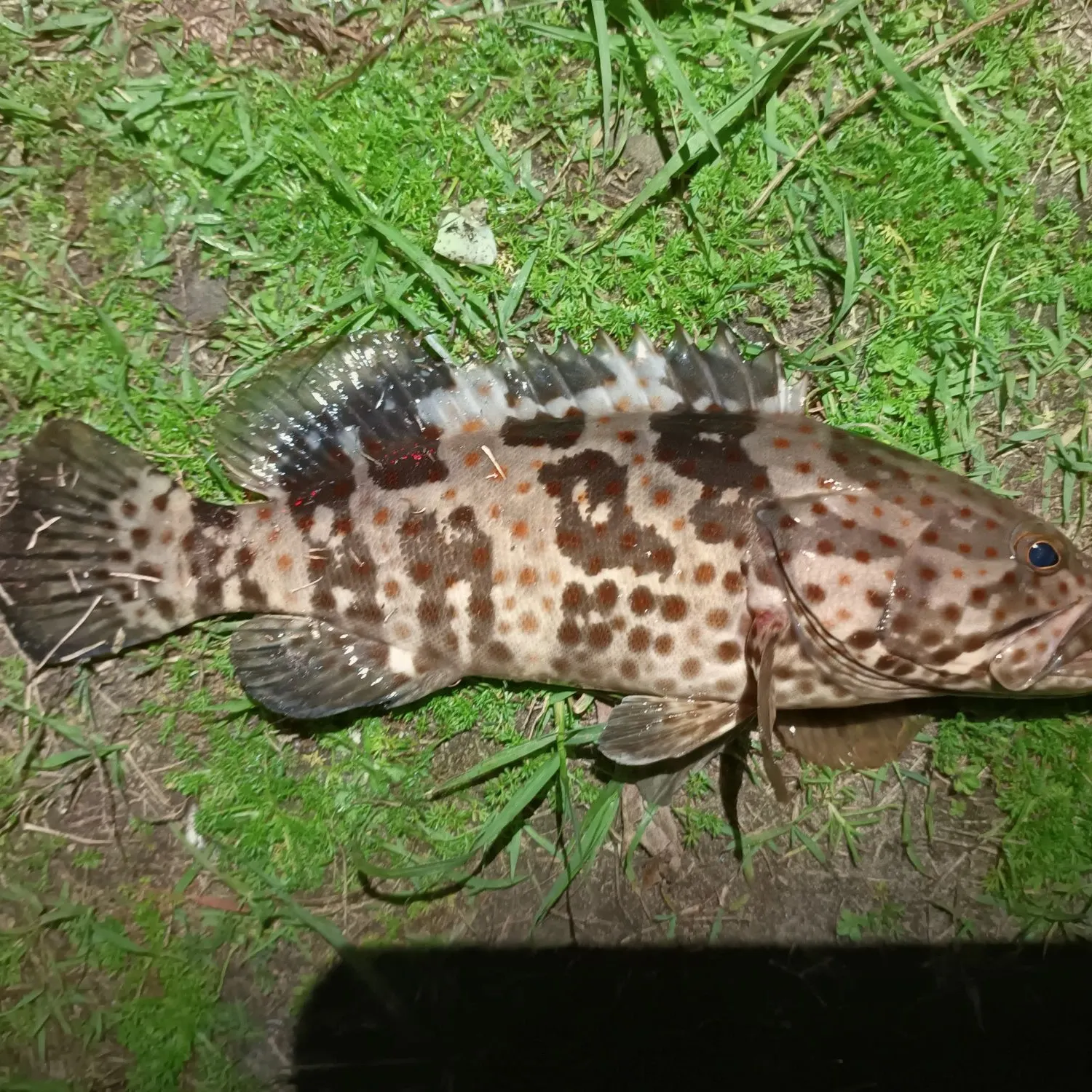 The most recent Orange-spotted grouper catches on Fishbrain