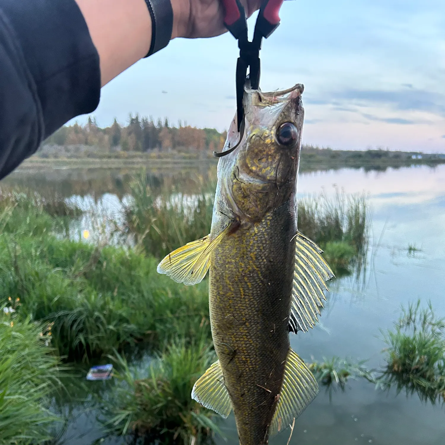 Walleye caught on Fishbrain
