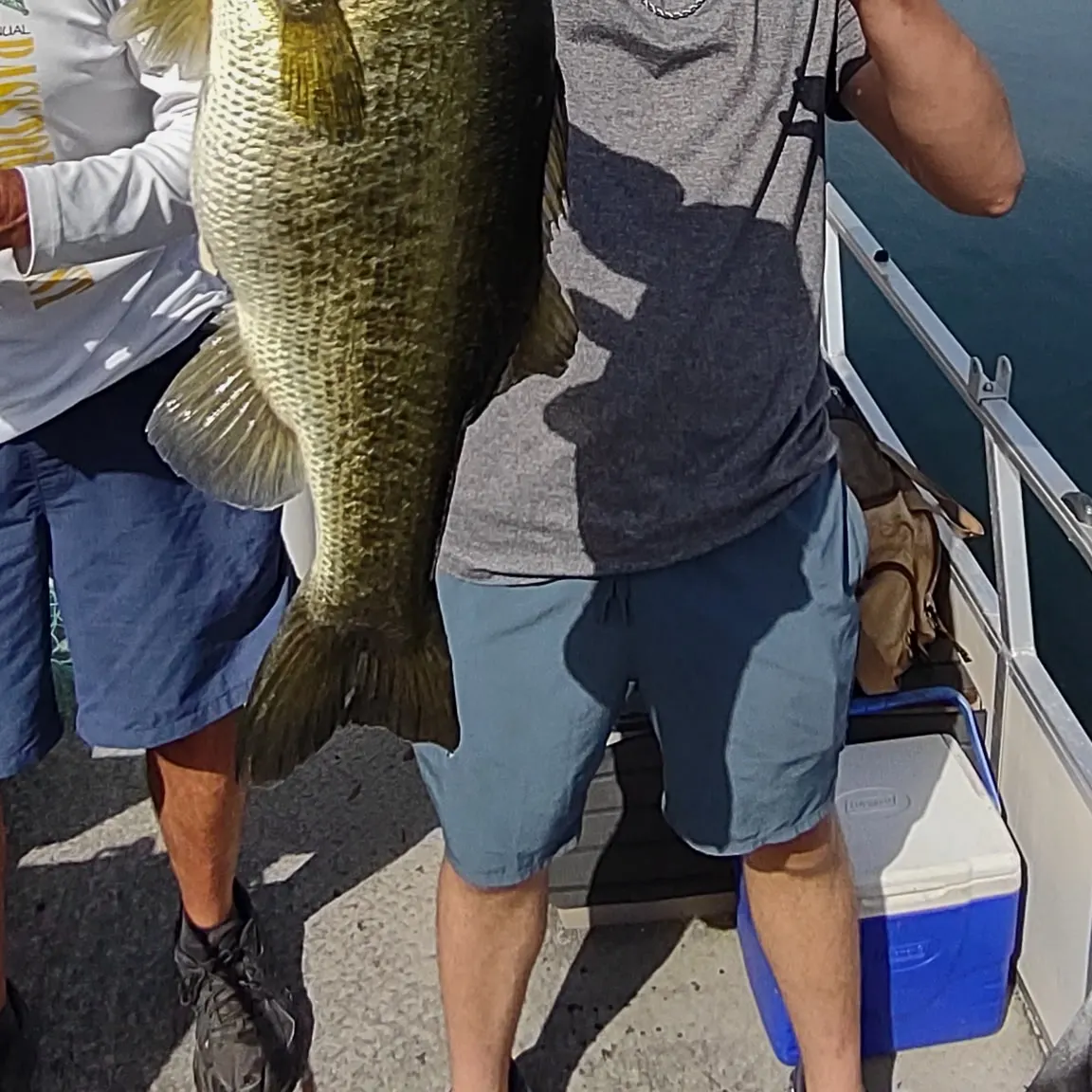 The most recent F1 bass catches on Fishbrain
