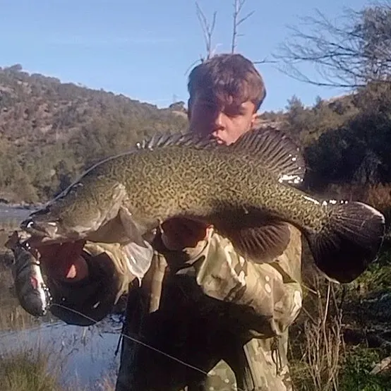 The most recent Murray cod catches on Fishbrain