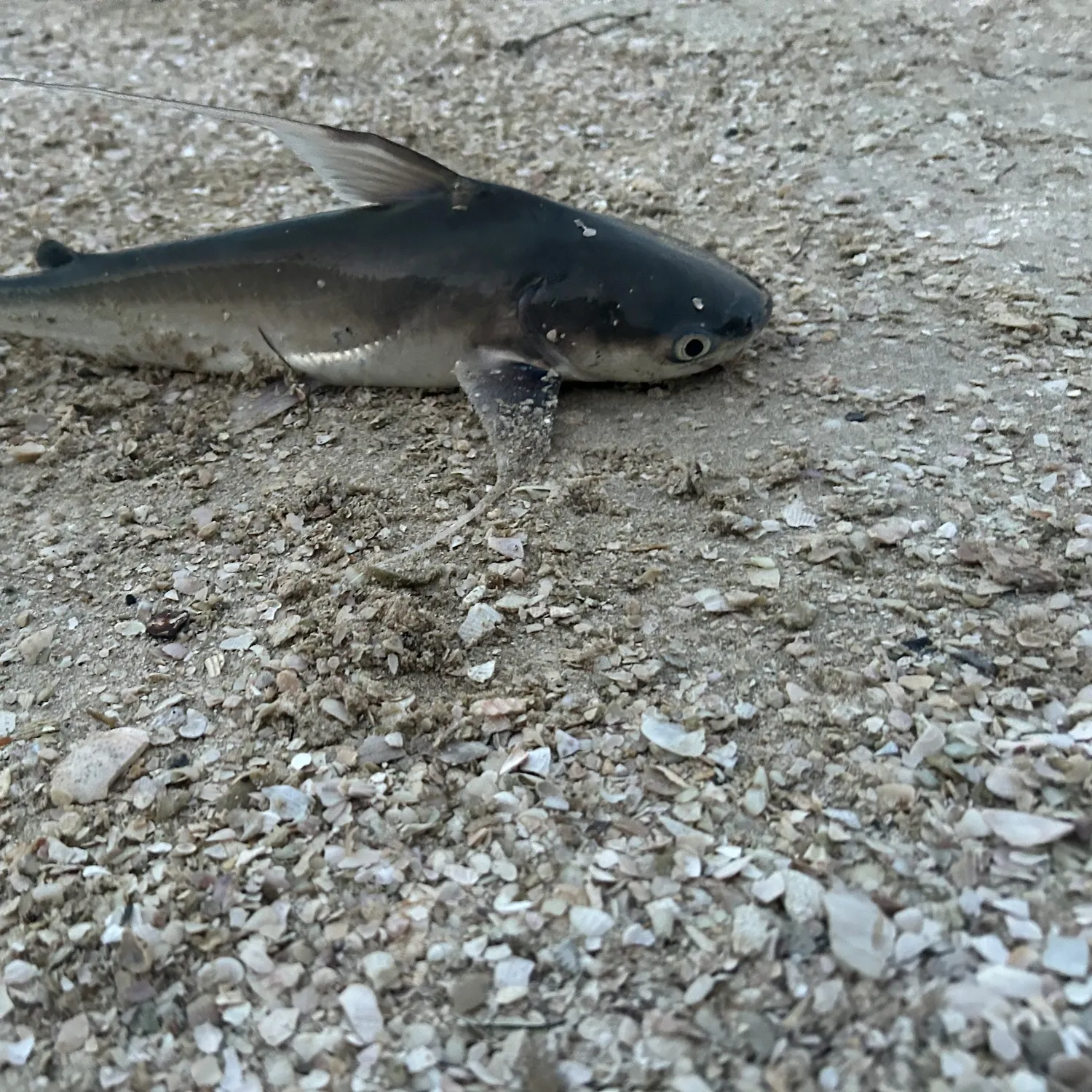 The most recent Gafftopsail sea catfish catches on Fishbrain