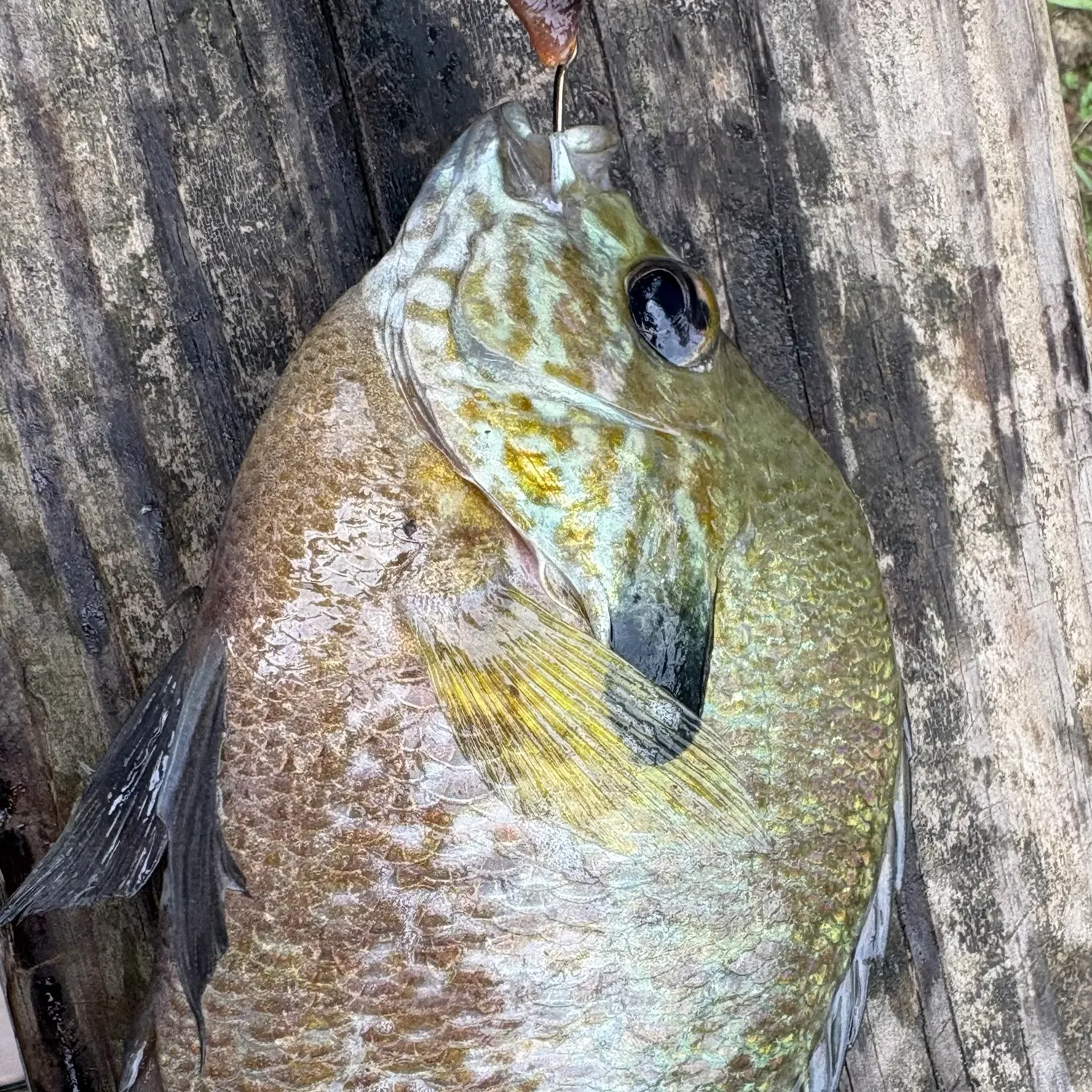 Bluegill caught on Fishbrain