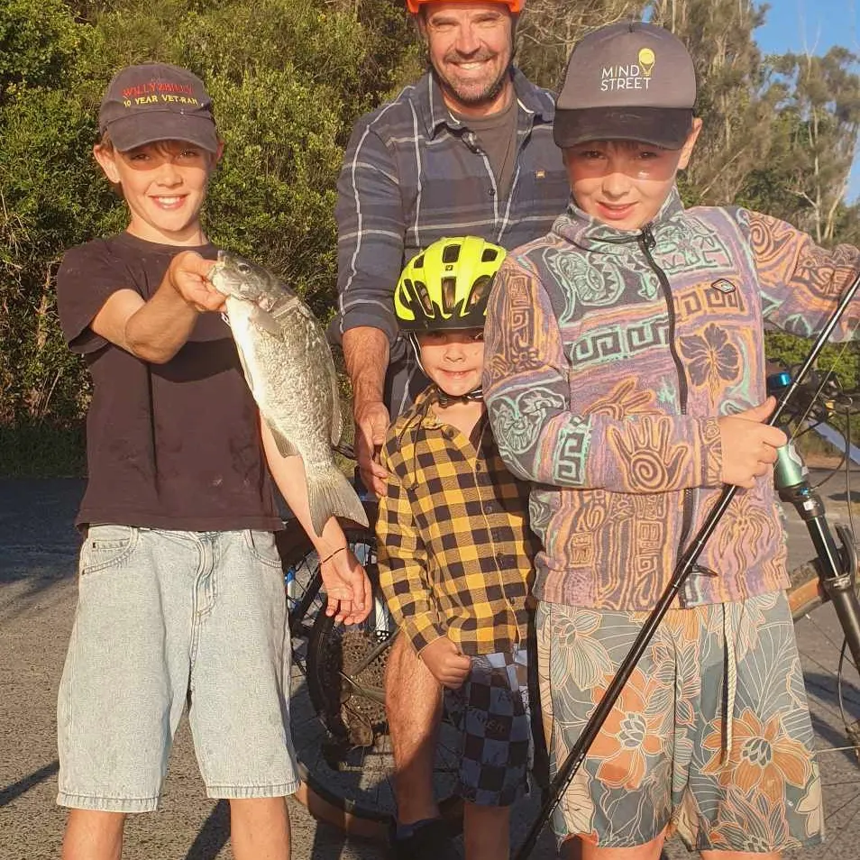 Luderick caught on Fishbrain