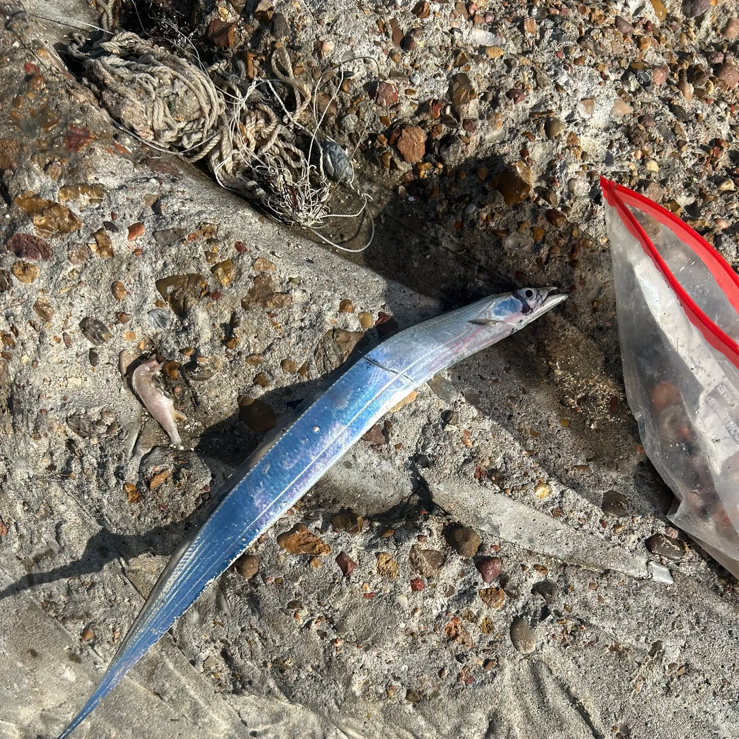 The most recent Slender ribbonfish catches on Fishbrain