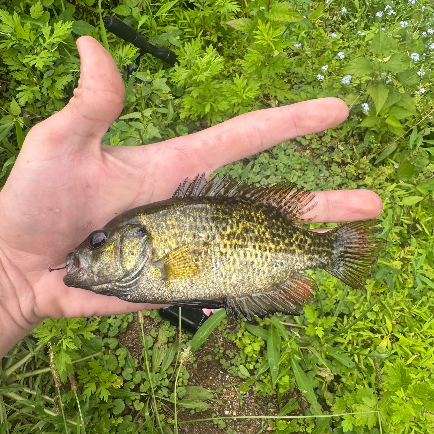 Rock bass caught on Fishbrain