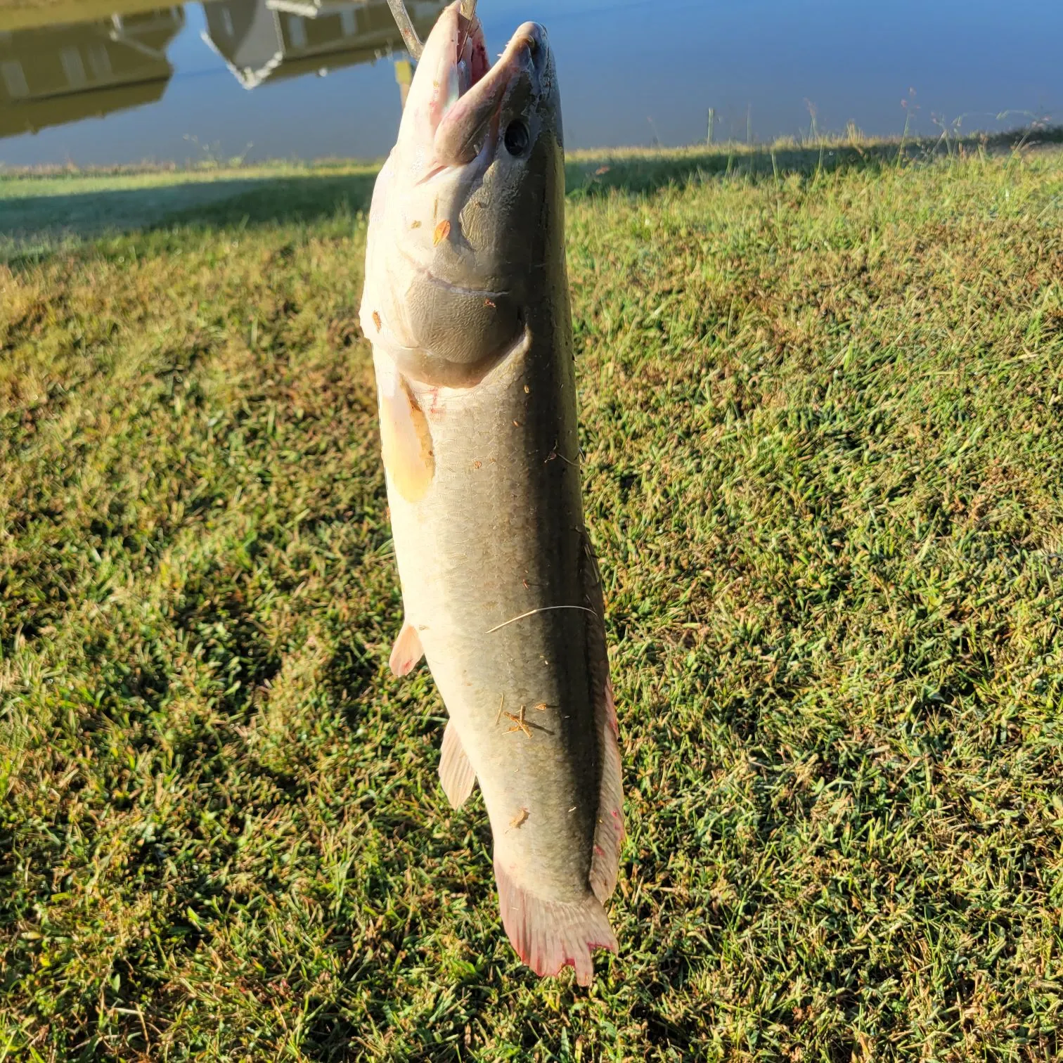 Eyetail bowfin caught on Fishbrain